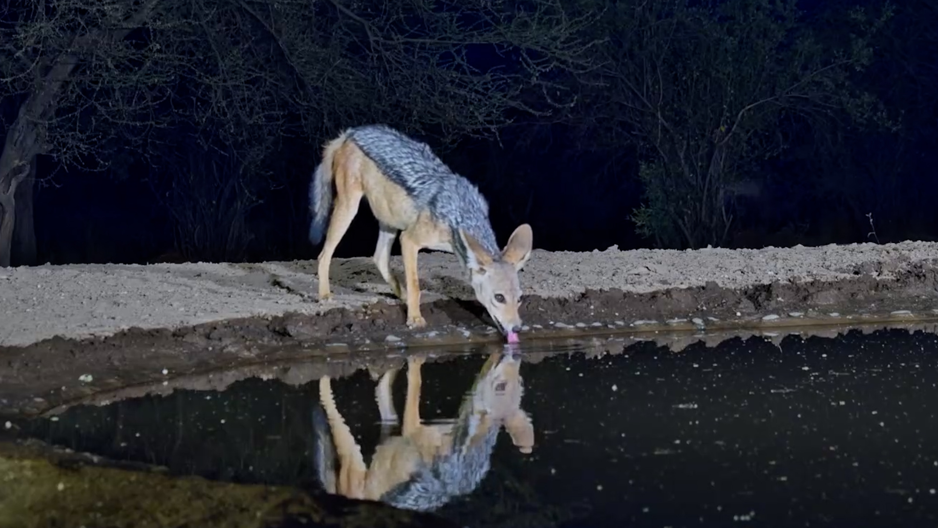 A Jackal Slips In for a Drink After Dark