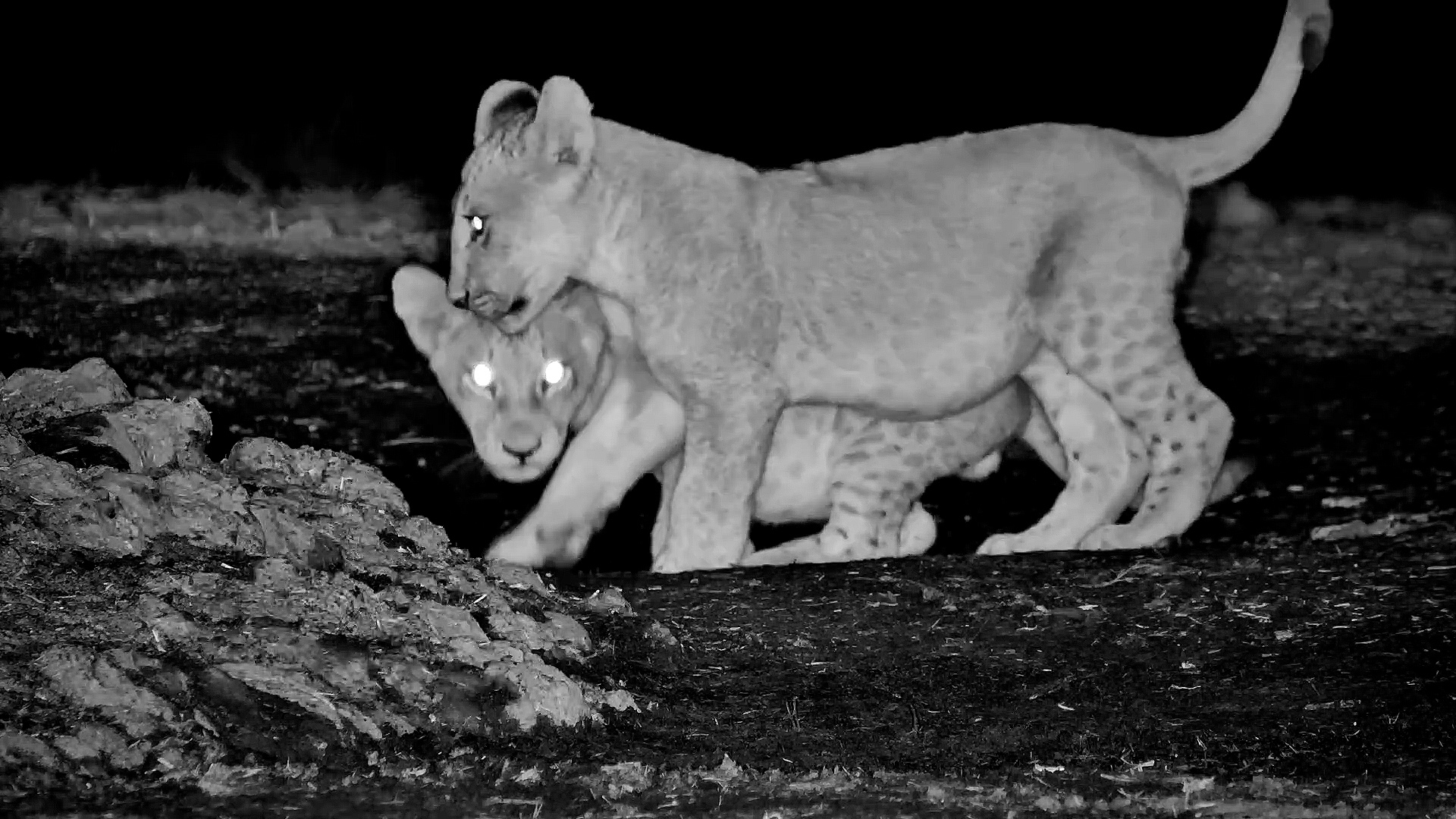 Lion Cubs Take On the Older Lions After Dark