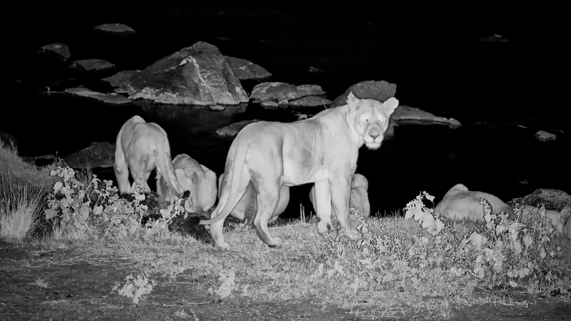 Lion Pride Stops at the Mara River Before Moving Into the Night