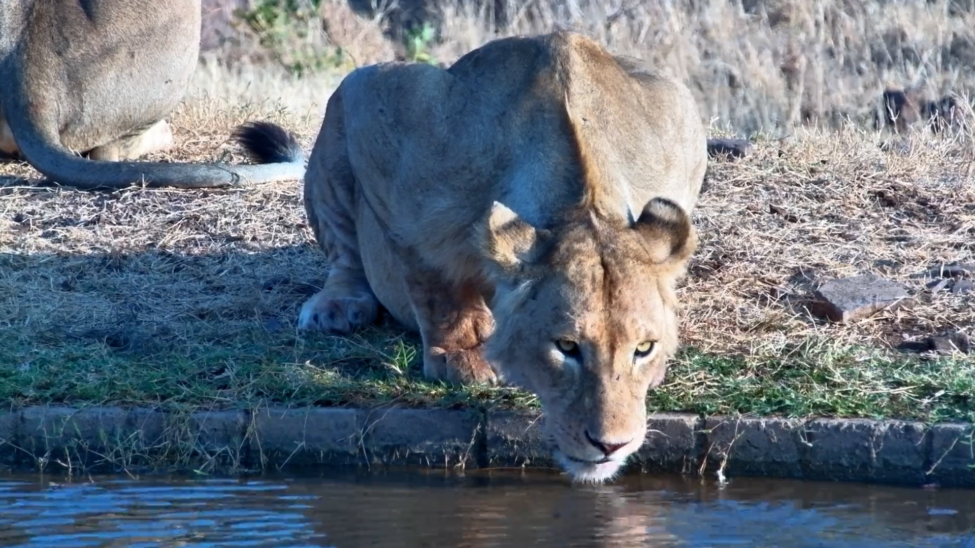 Big Bellies, Big Thirst