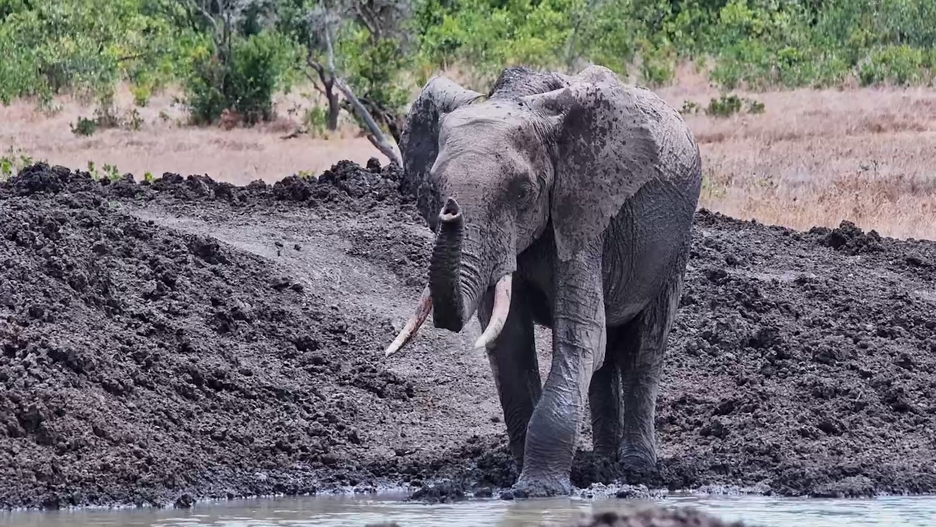 A Drink and a Quick Cool-Off for This Elephant