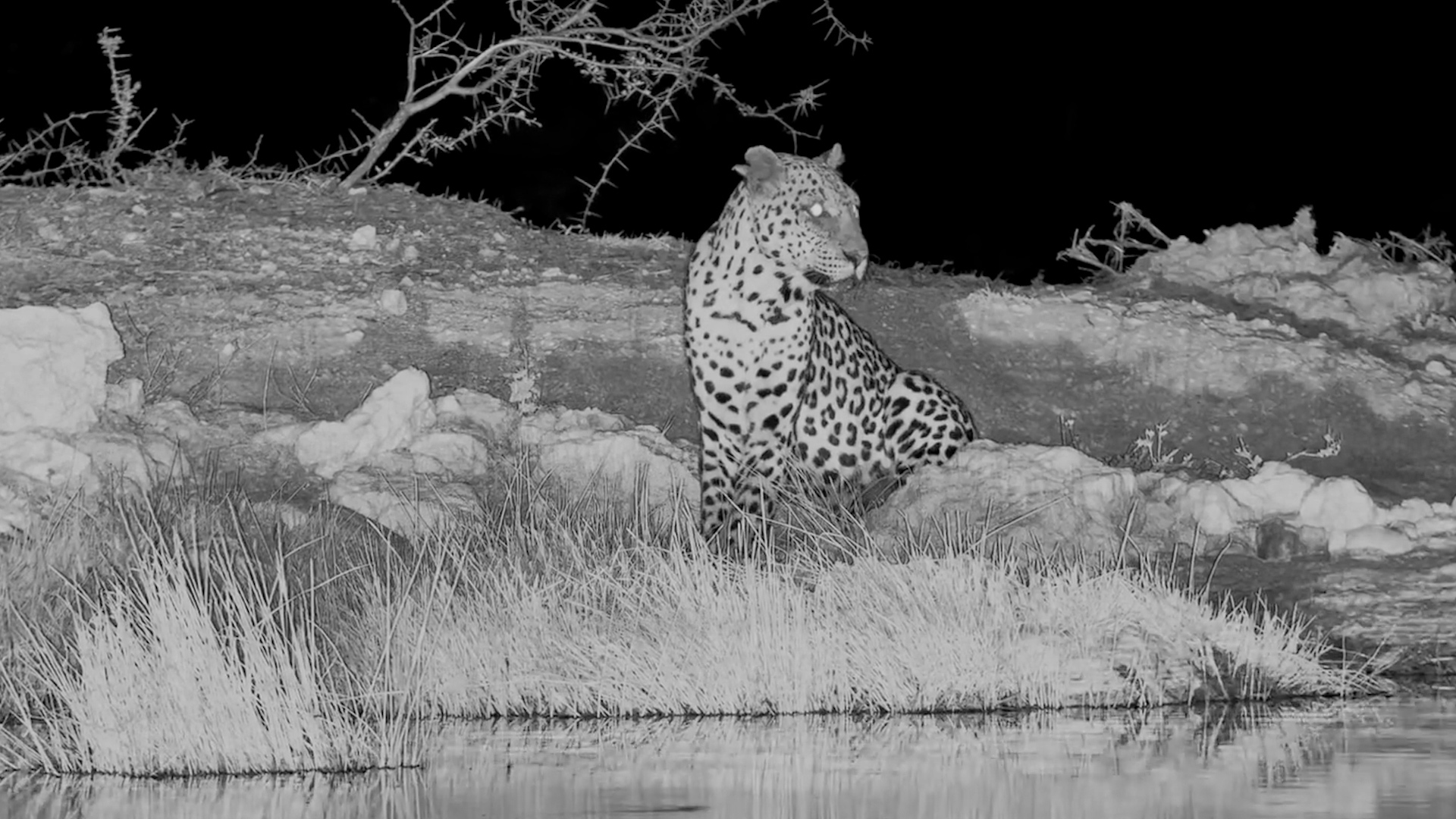 Look Who Visited Onguma The Fort After Dark!