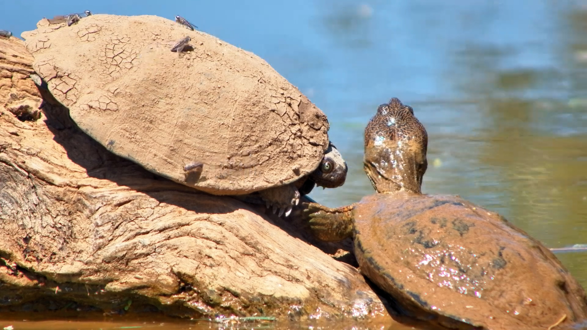 The Sun Is Out and So Are the Terrapins