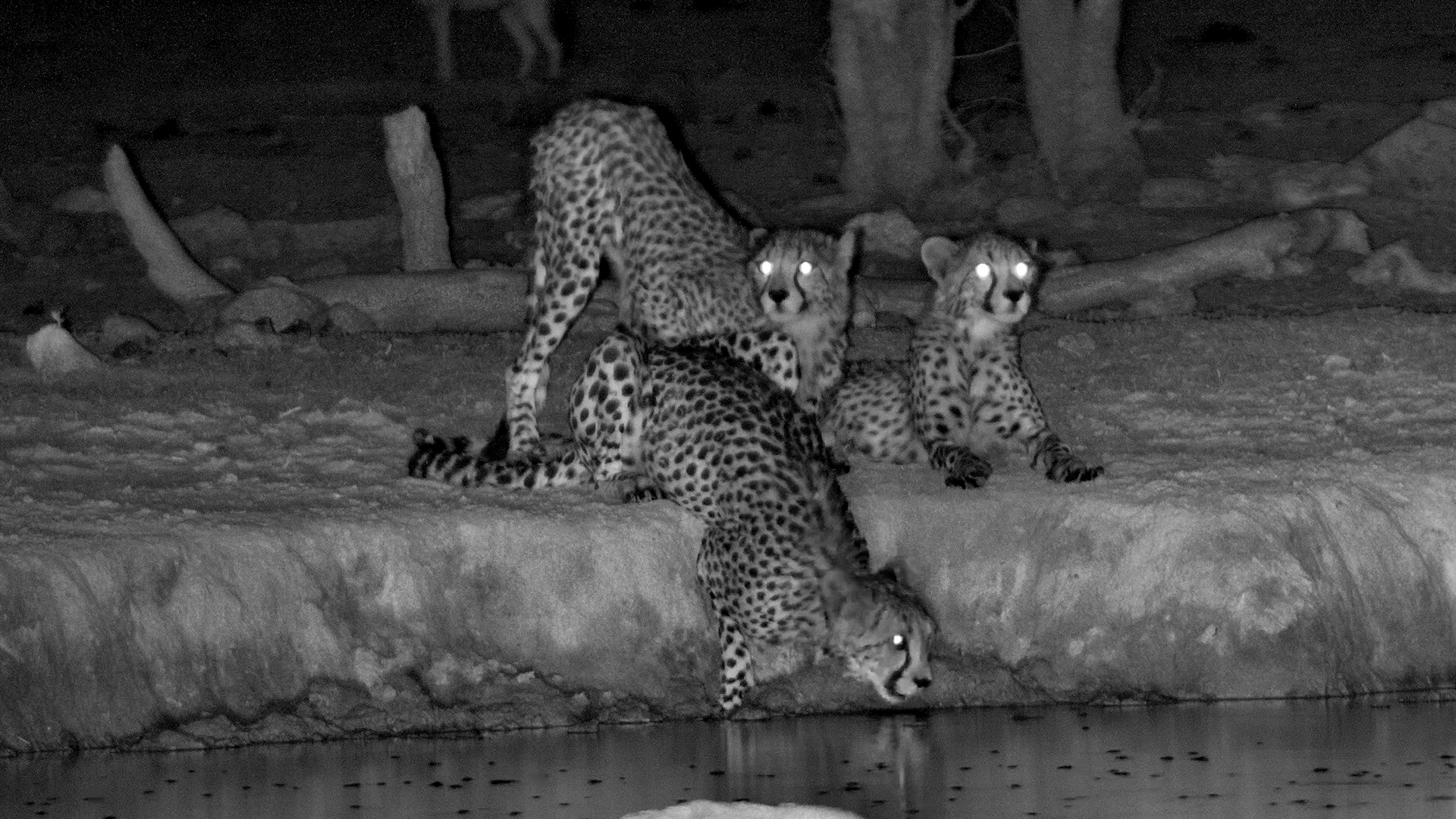 A Trio of Cheetahs Visits Safarihoek at Night