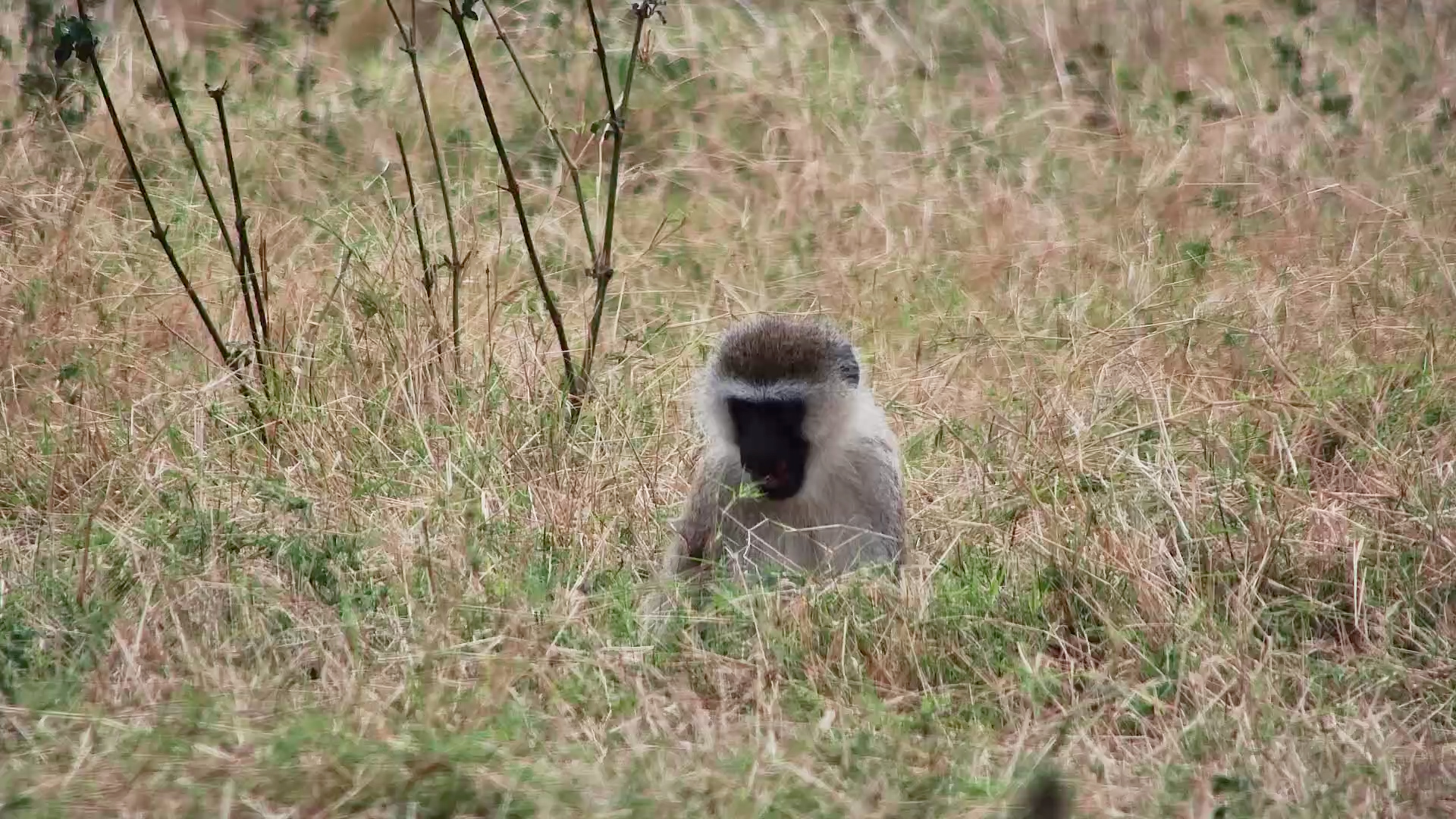 Vervet Monkey Forages Through the Tall Grass