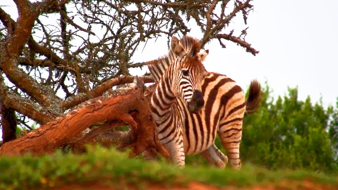 Zebra Stops for Water and a Quick Scratch at Founders