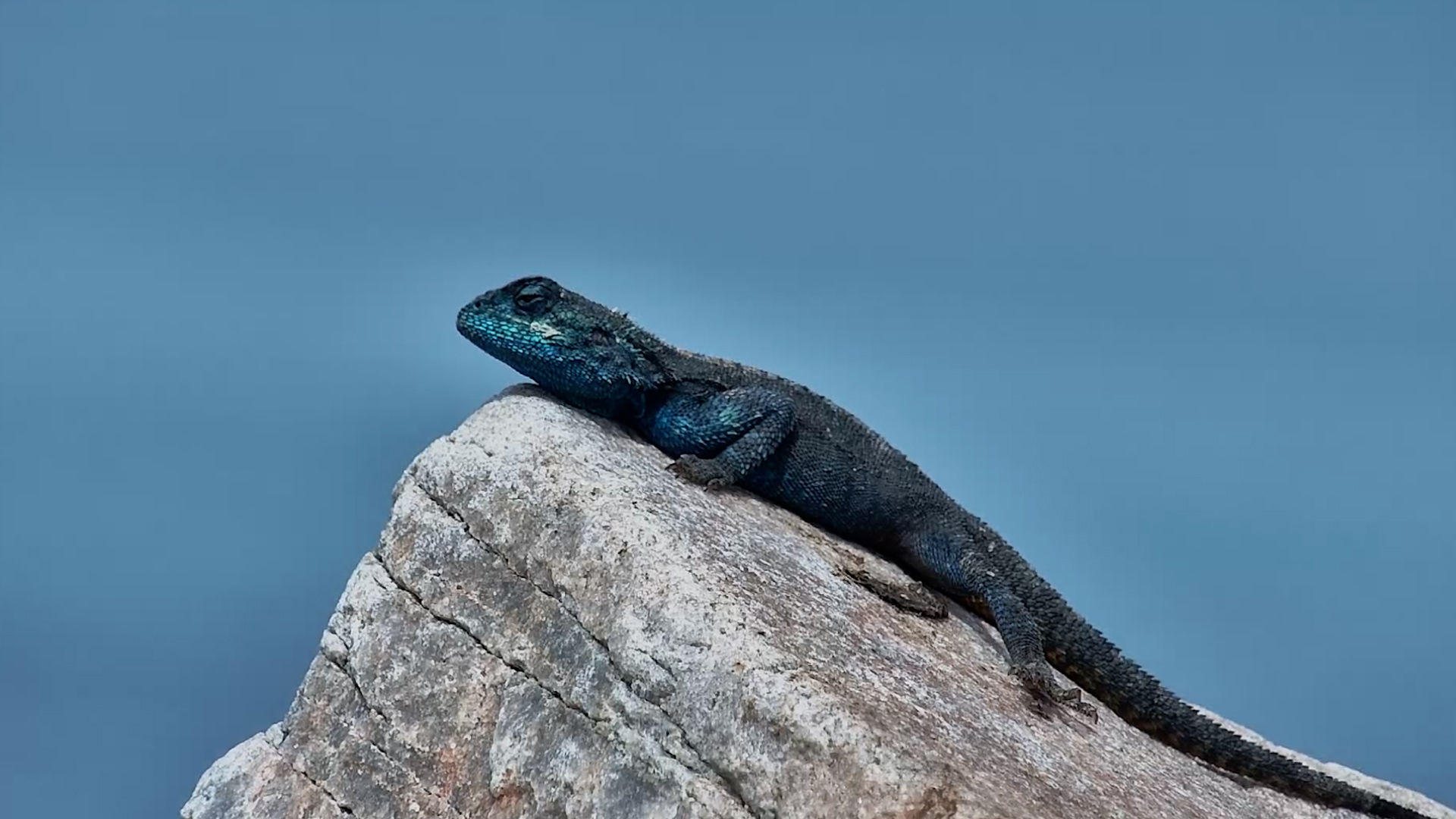 This Blue Agama Knows How to Rock Stony Point