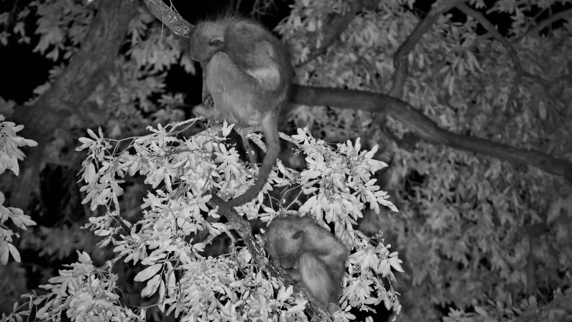 The Baboon Troop Has Taken Its Bedtime Routine Into the Treetops