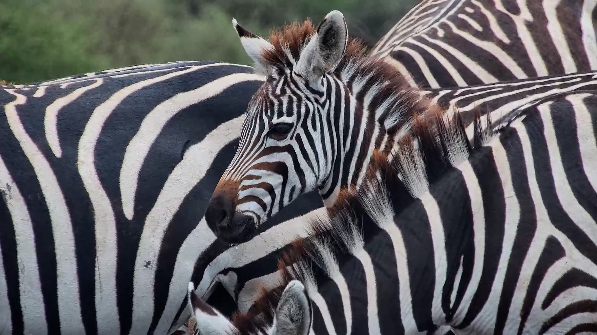 One Young Zebra in a World of Very Big Stripes