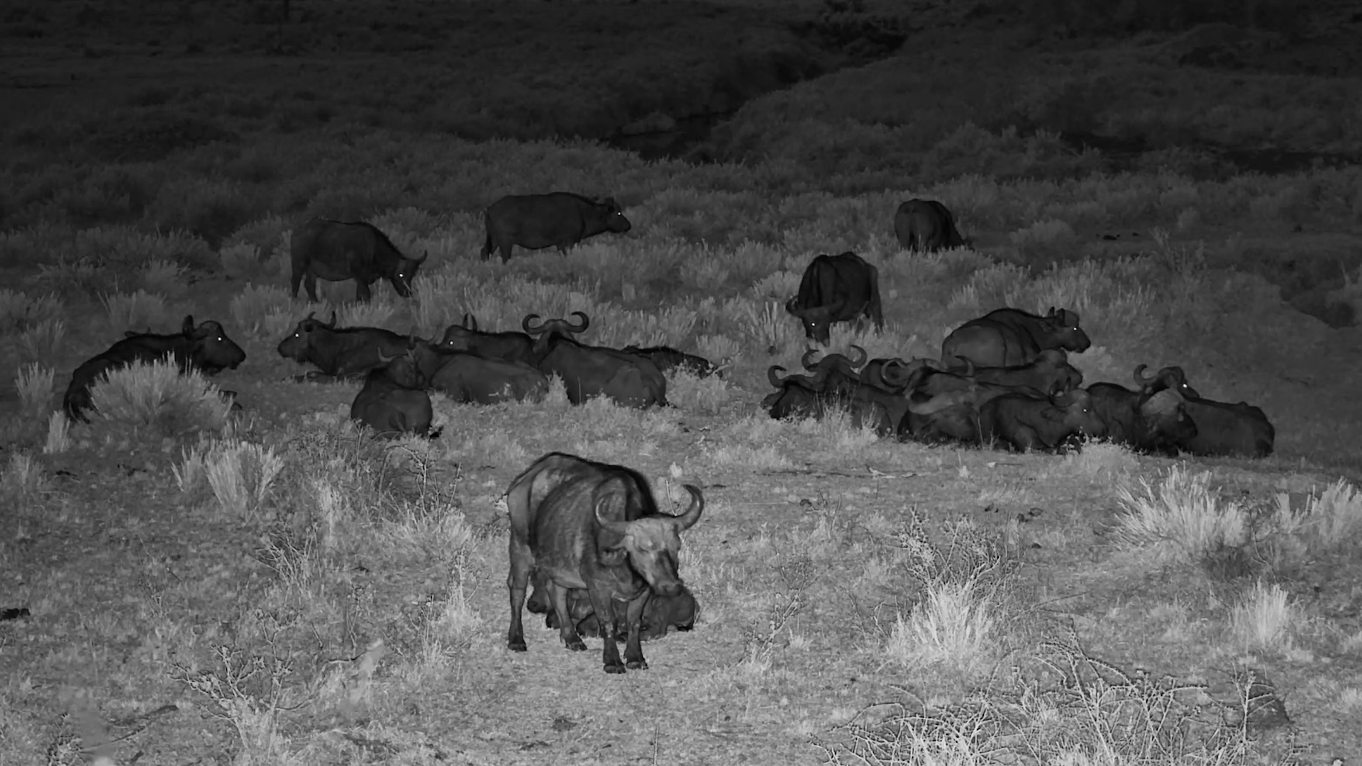The Buffalo Seem Rather Interested in the Hippos' Dinner Plans