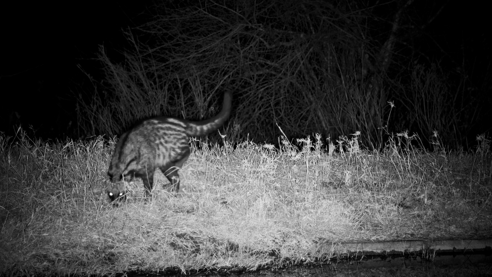 An African Civet Has Some Nighttime Investigating to Do