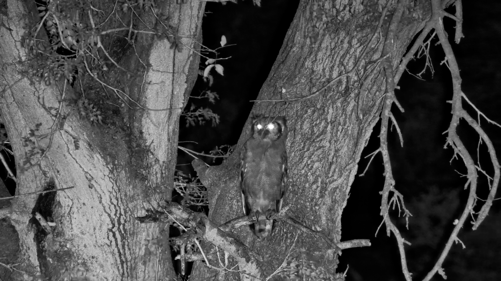 The Eagle-Owl Is Awake, and the Night Shift Has Begun