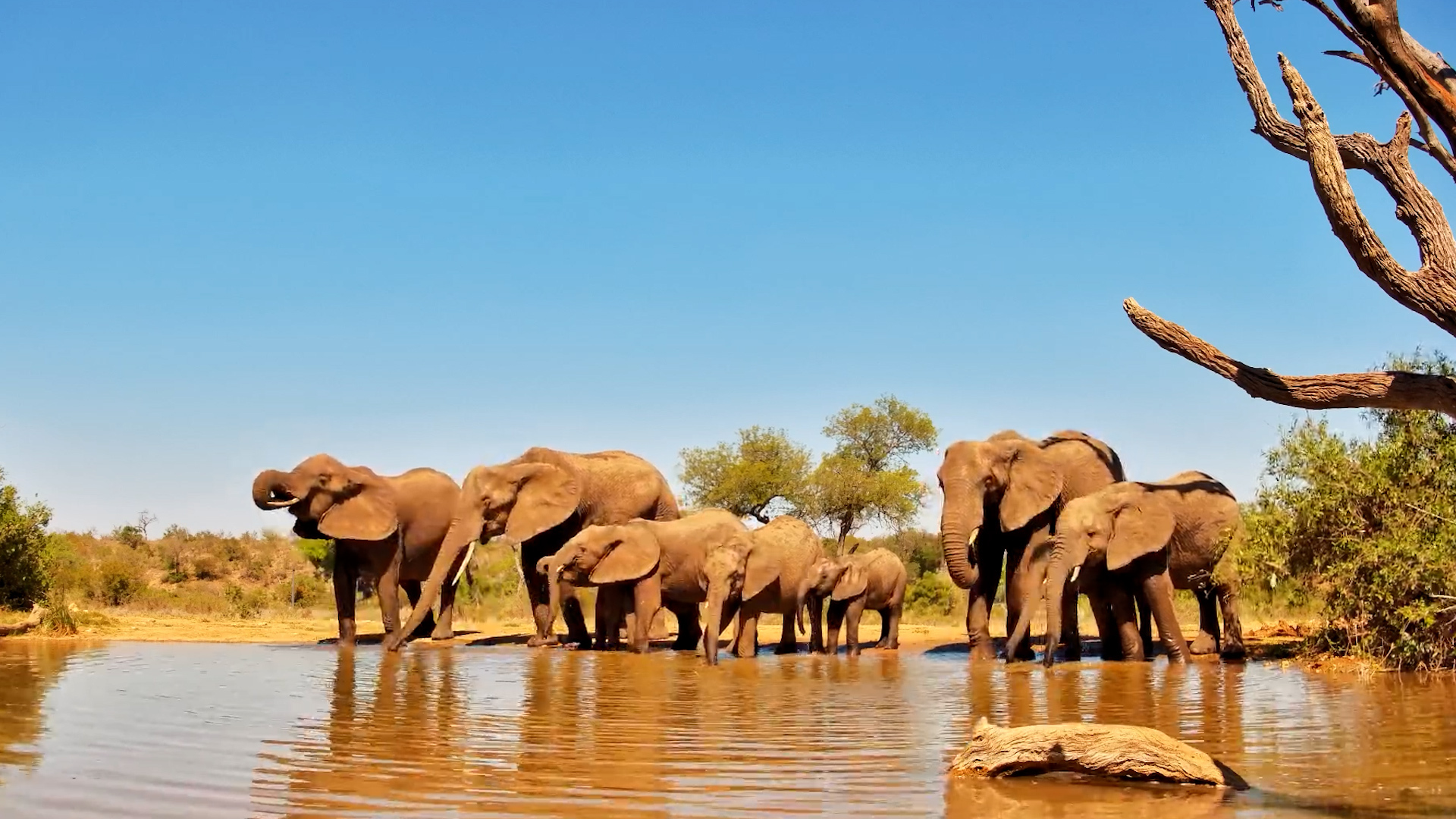 Here Come the Elephants, and They're All Heading for the Water