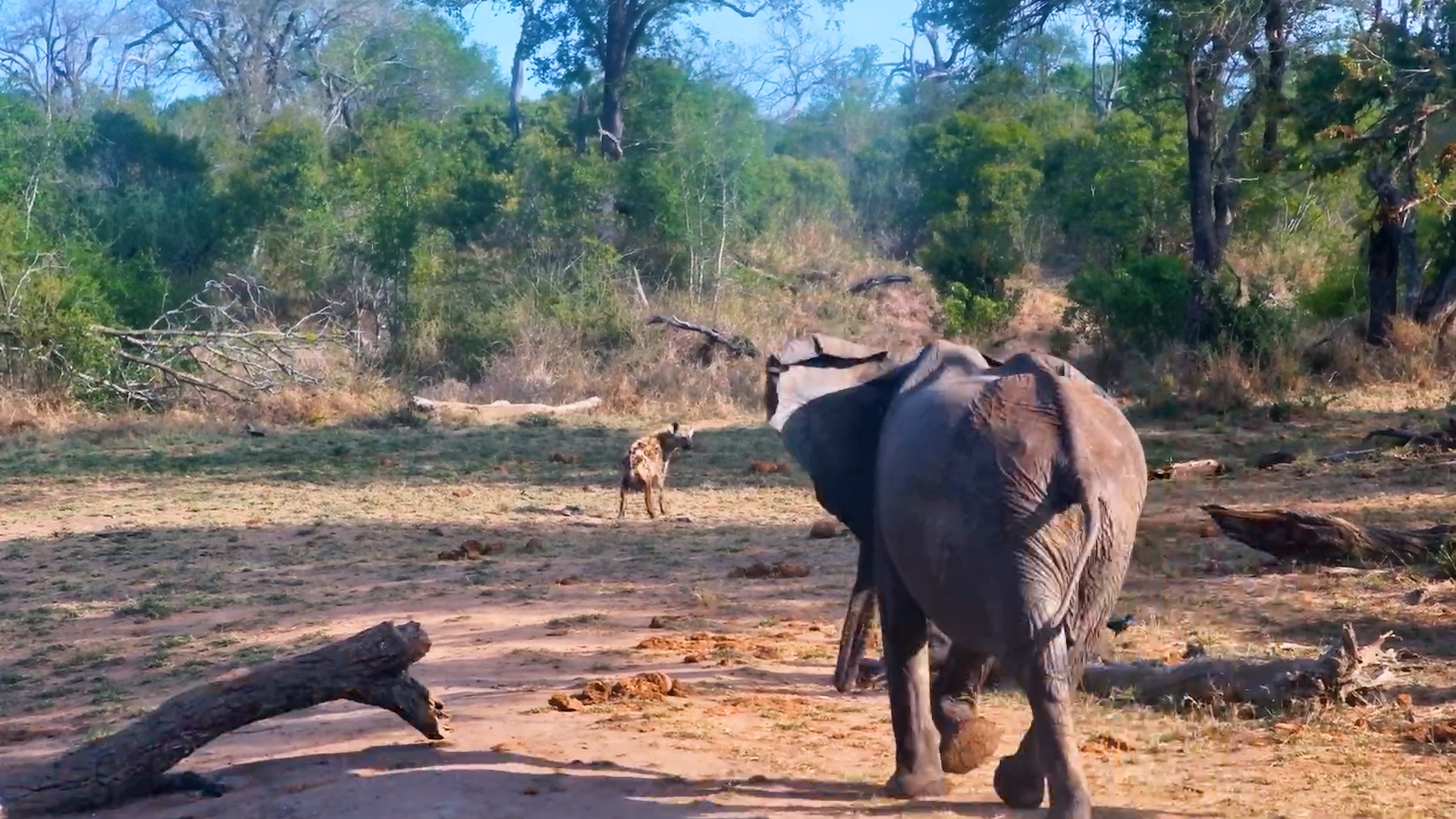 This Hyena Doesn't Seem Very Welcome Among the Elephants