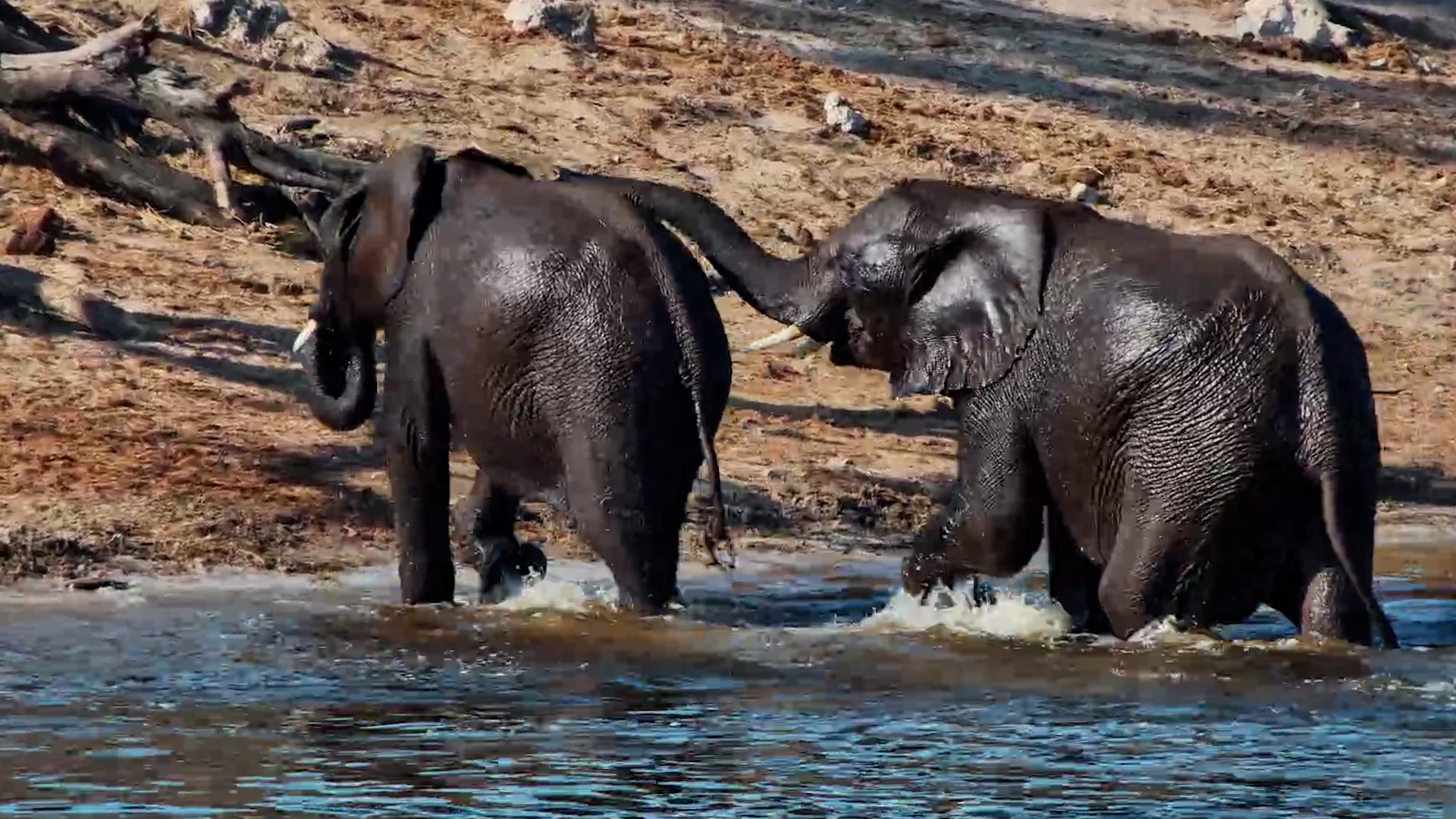 These Elephants Aren't Wasting a Second Getting Into the Water