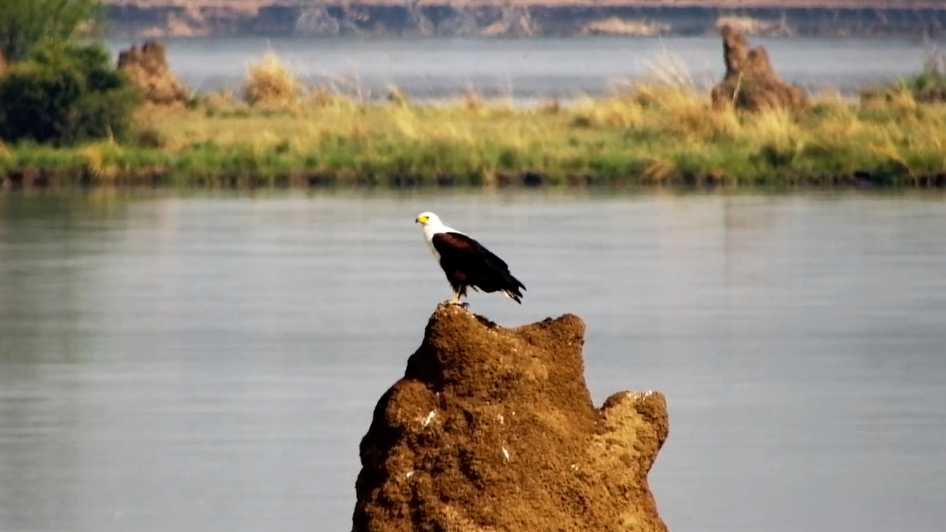 An African Fish Eagle Has Found an Unusual Riverside Lookout