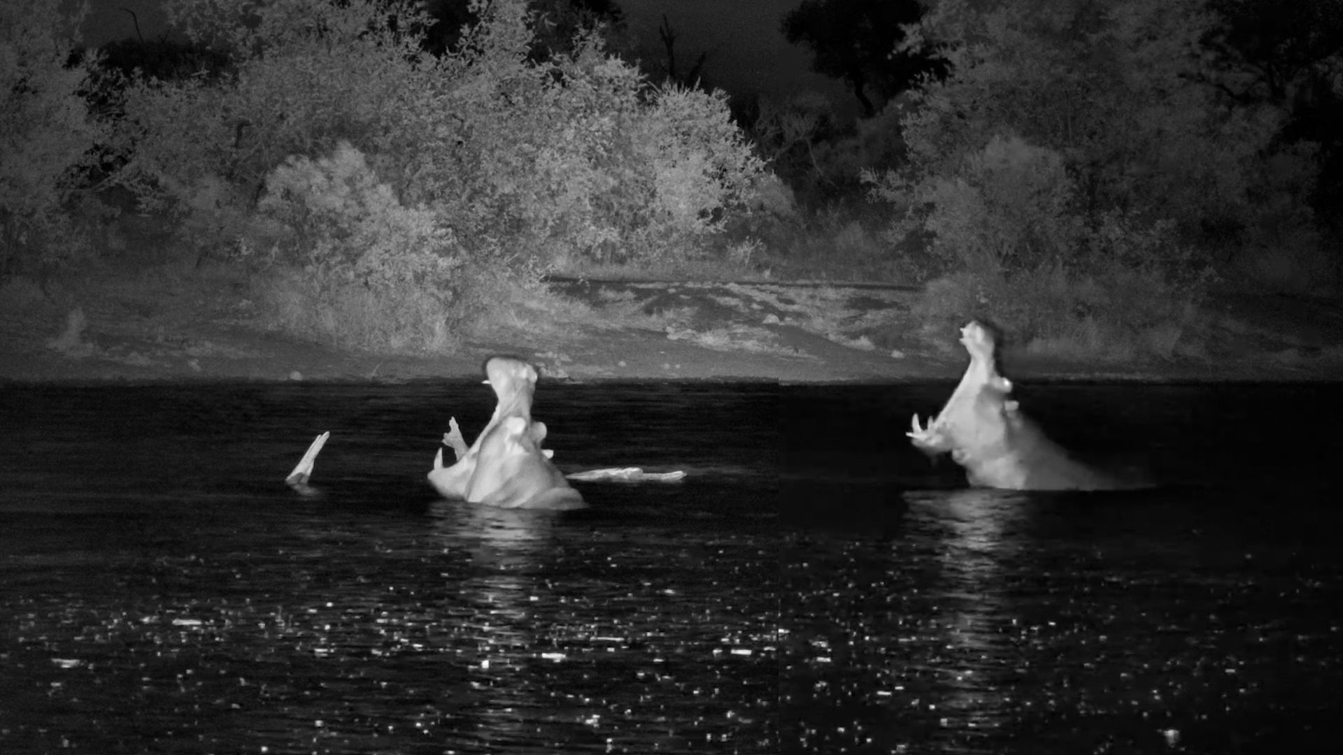 These Two Hippos Are Definitely Not Seeing Eye to Eye