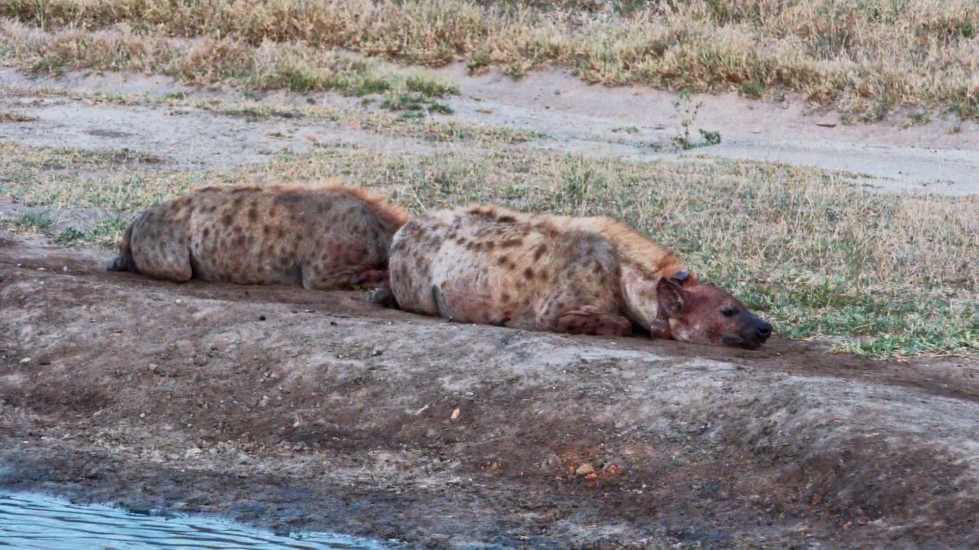 Full Bellies and Very Sleepy Hyenas