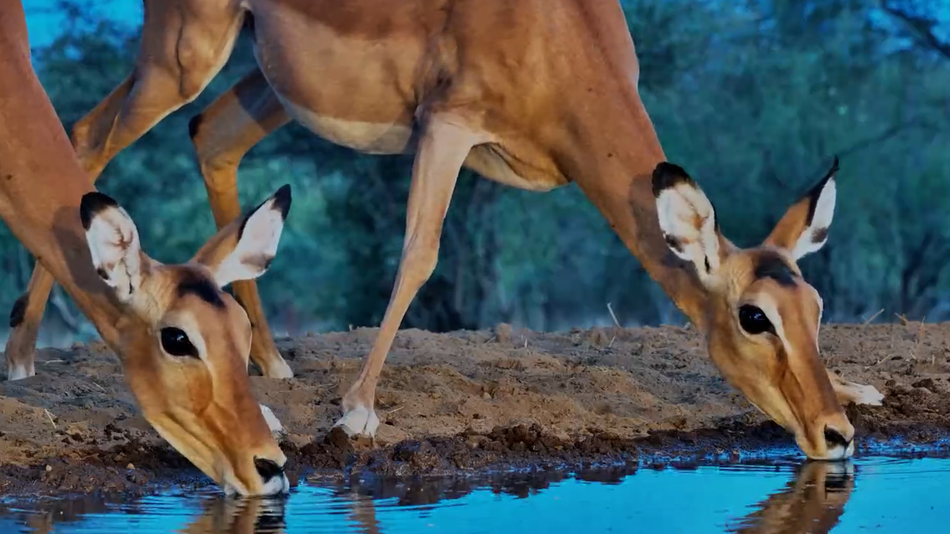 Golden-Hour Drinks With a Herd of Impala