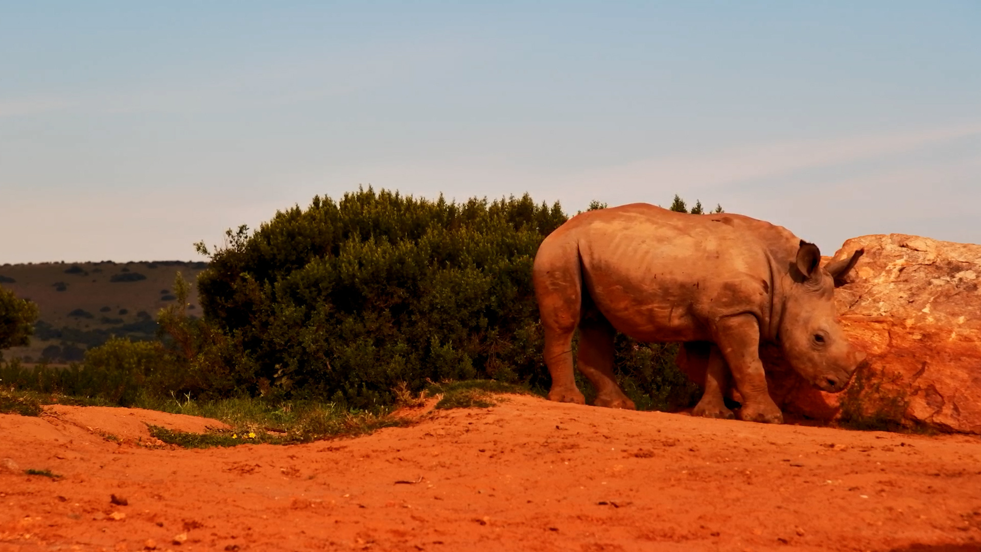 One Good Scratch and This Baby Rhino Is Off Like a Rocket