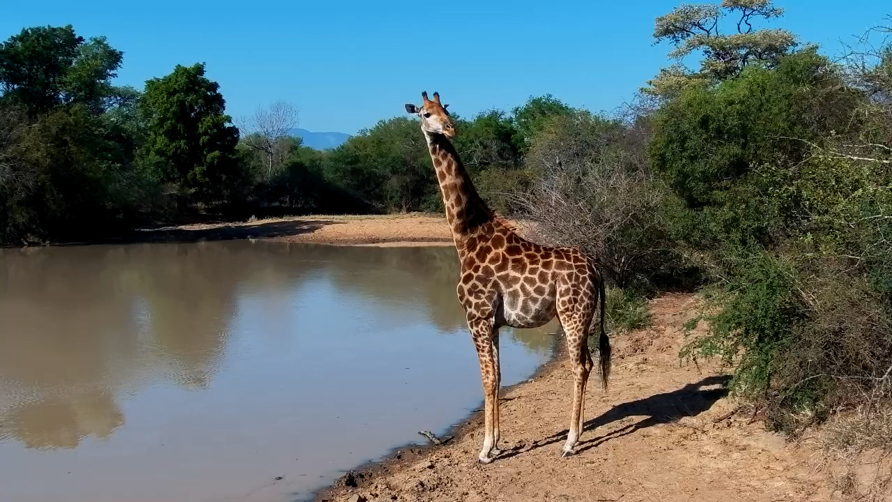 One Giraffe, One Drink and a Very Elegant Departure