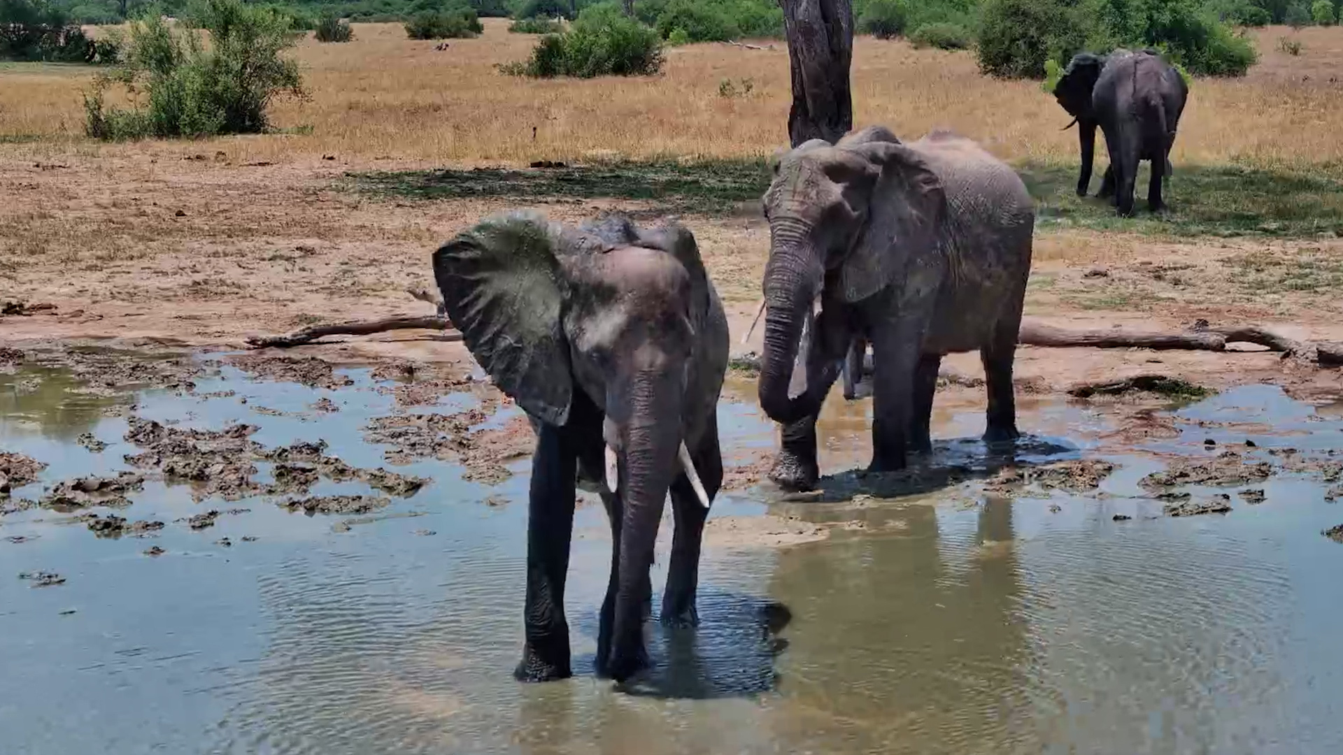 This Elephant Seems to Have Scored the Best Drinking Spot at the Waterhole