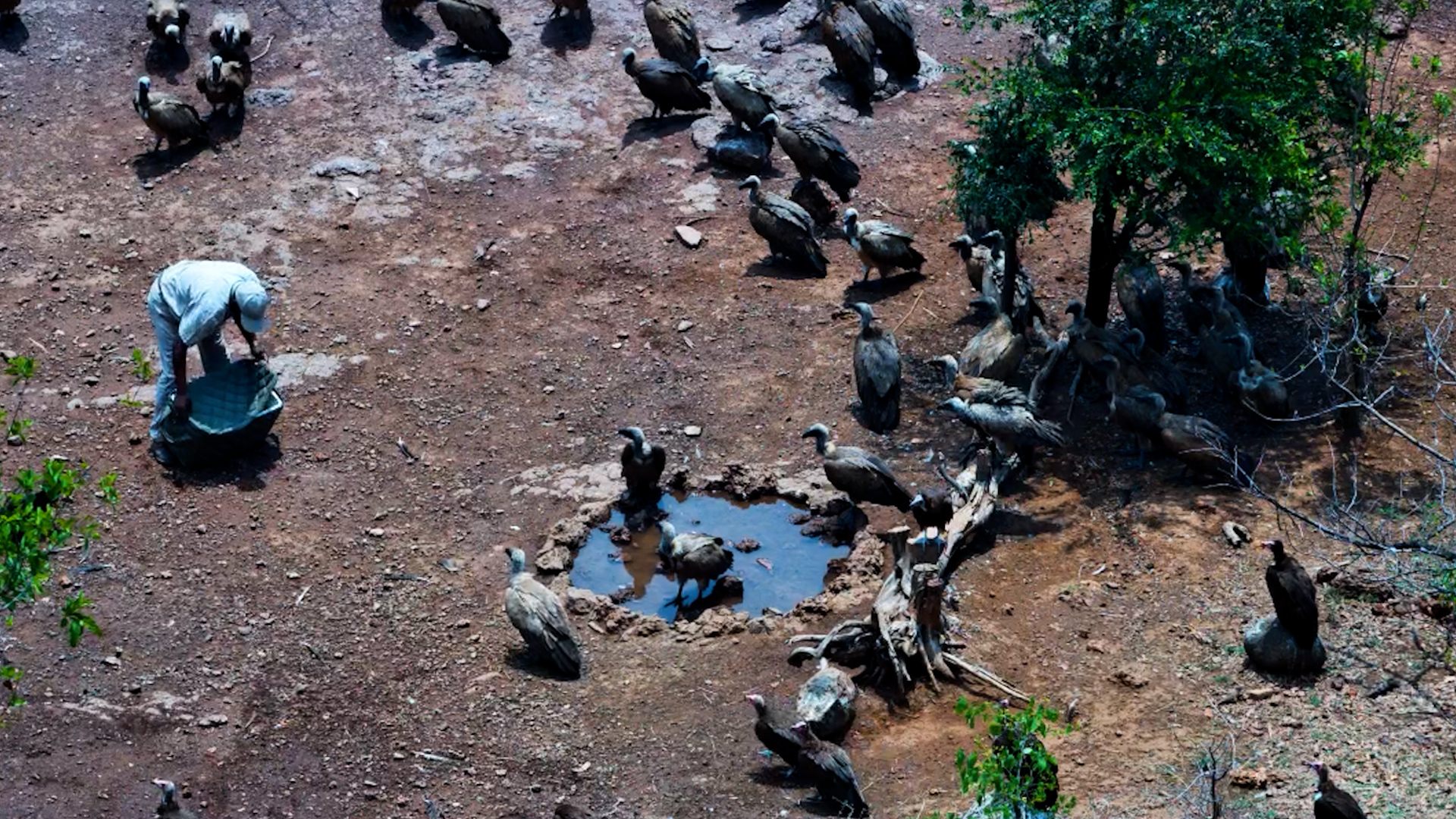 The Vultures Are Gathering…