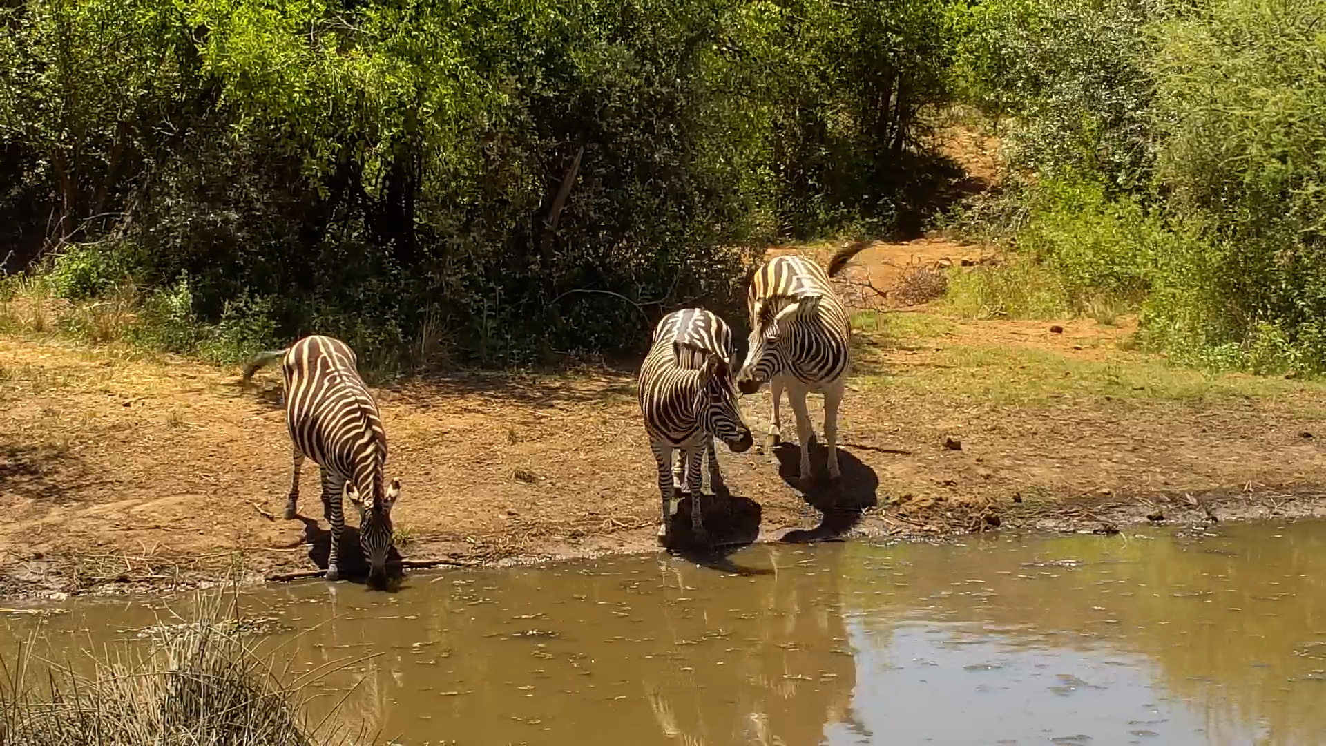 A Rare Moment of Peace for the Zebras at the Waterhole