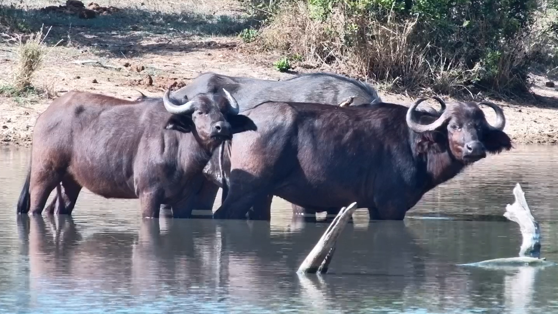 The Buffalo Take a Cooling Break Before Carrying On