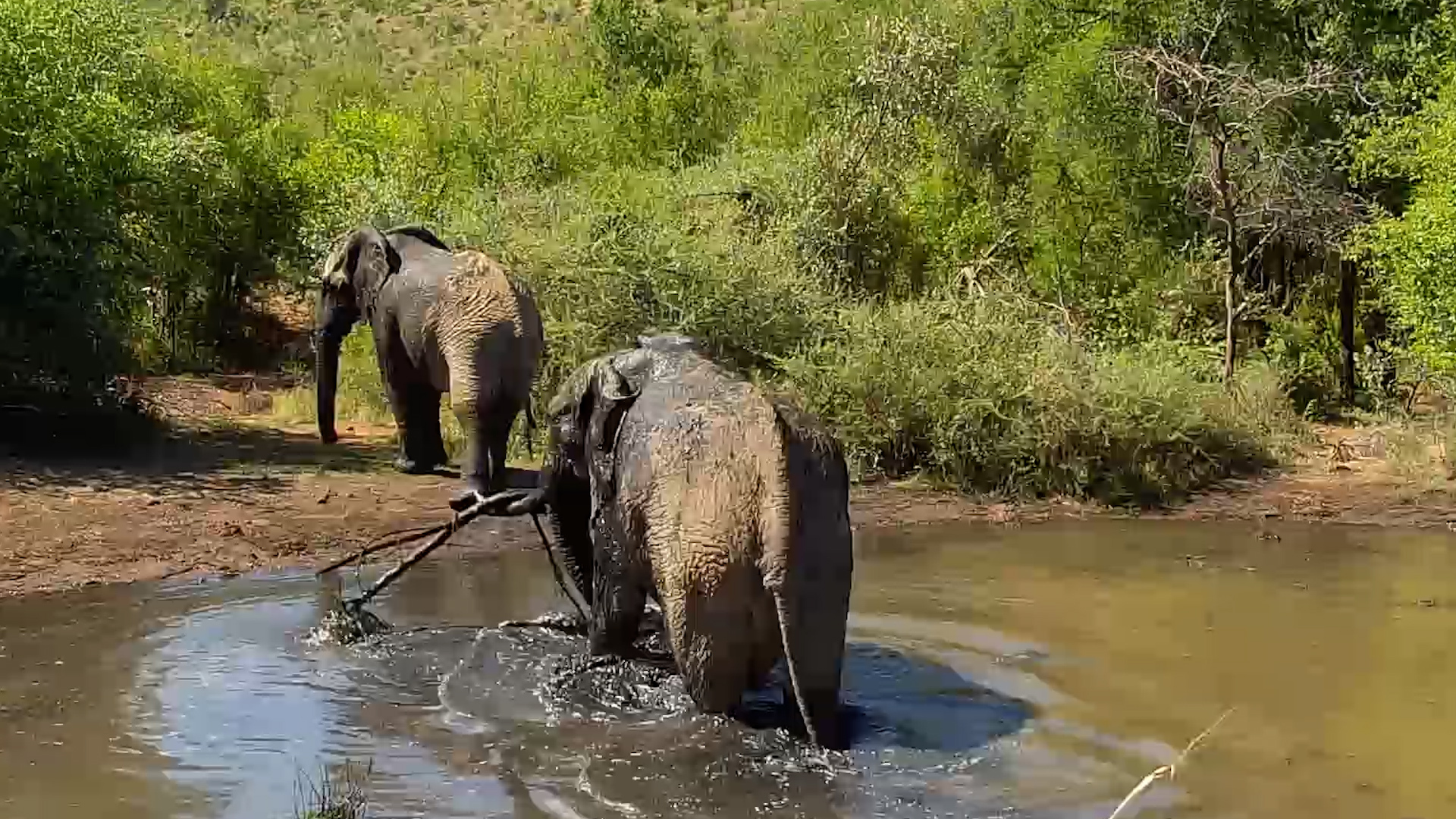 This Elephant Has Found Something Unexpected Underwater