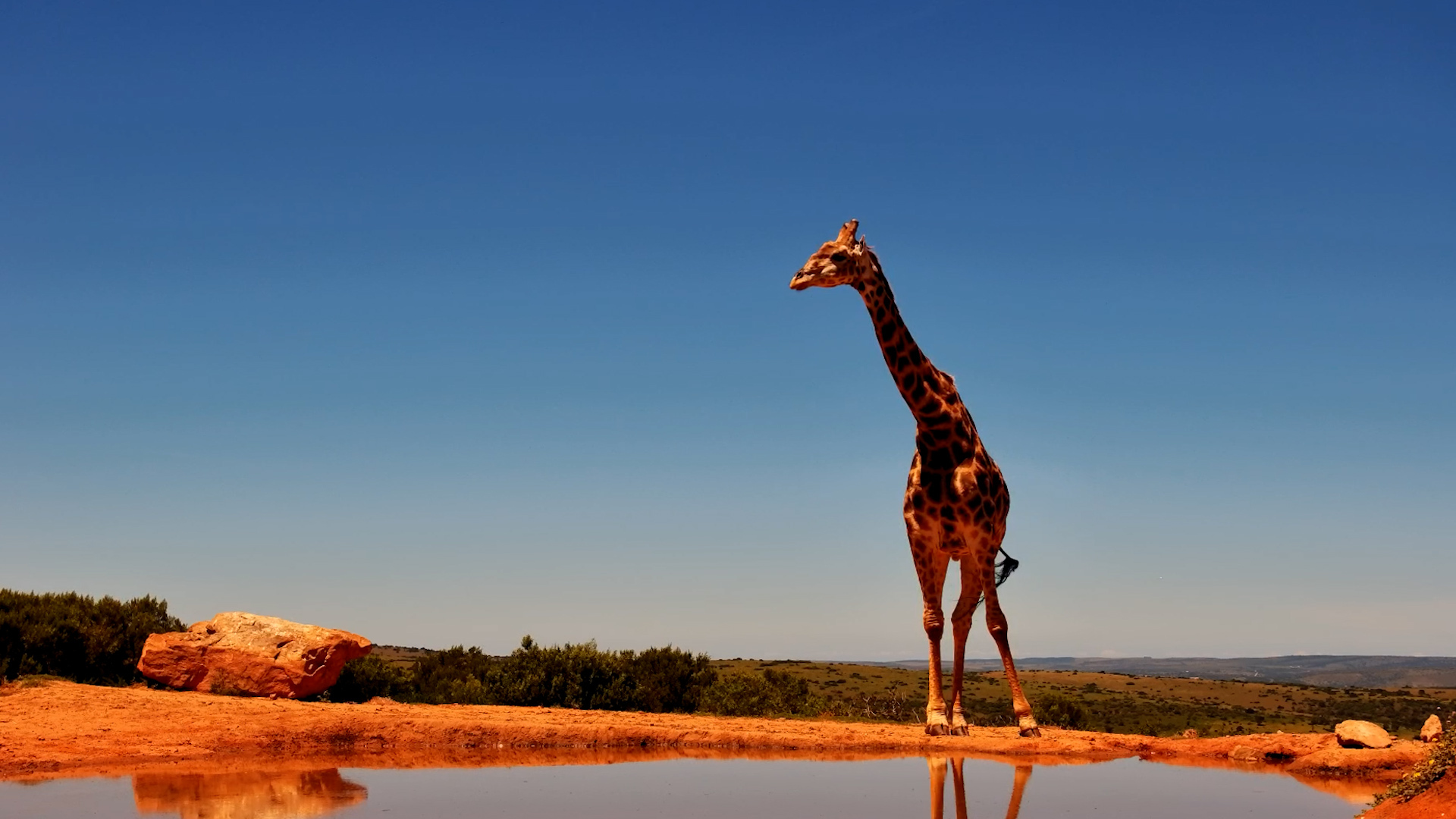 One Last Drink Before This Giraffe Disappears Into the Distance