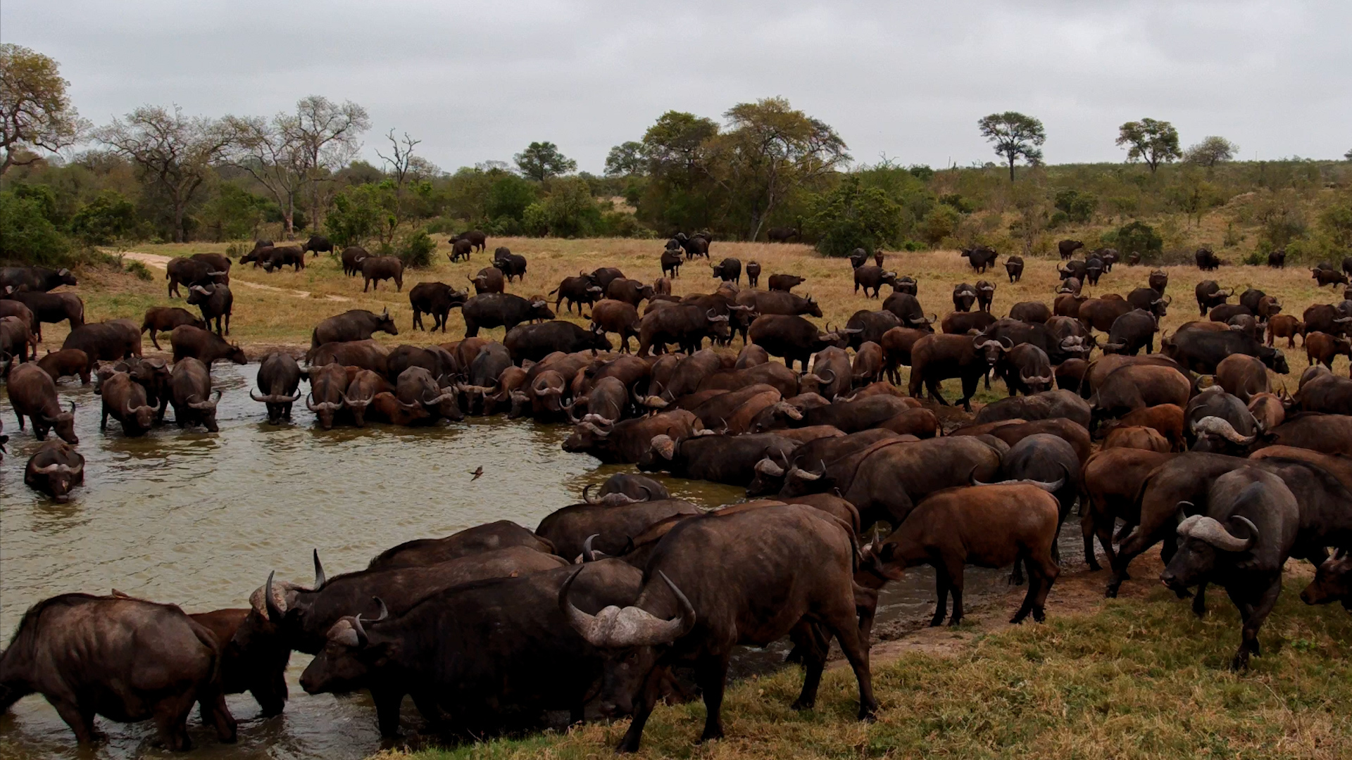 Buffalo EVERYWHERE! The Herd Takes Over Nkorho