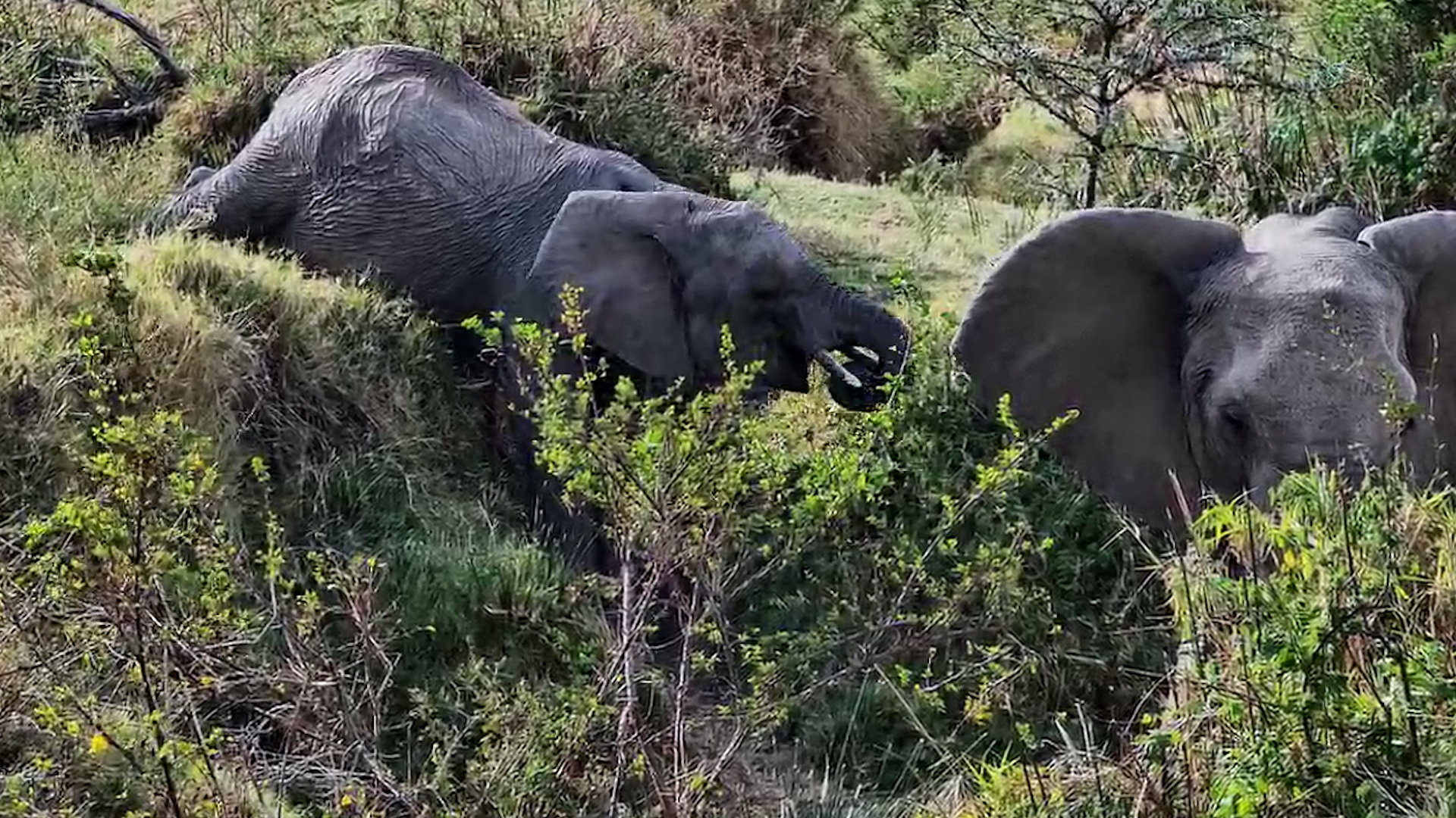 Slowly… Slowly… This Elephant Is Going In
