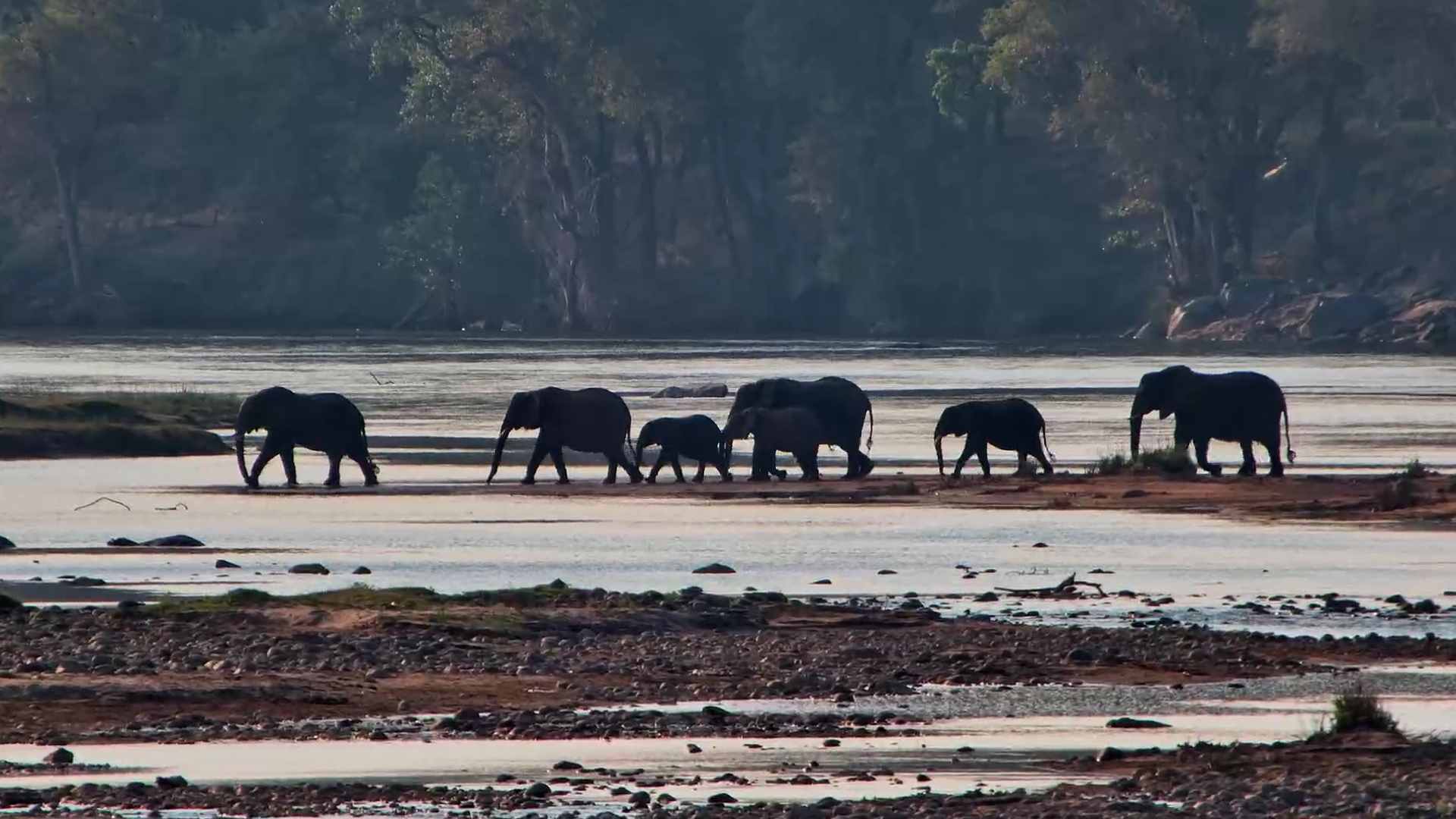 An Elephant Parade Across the Olifants River