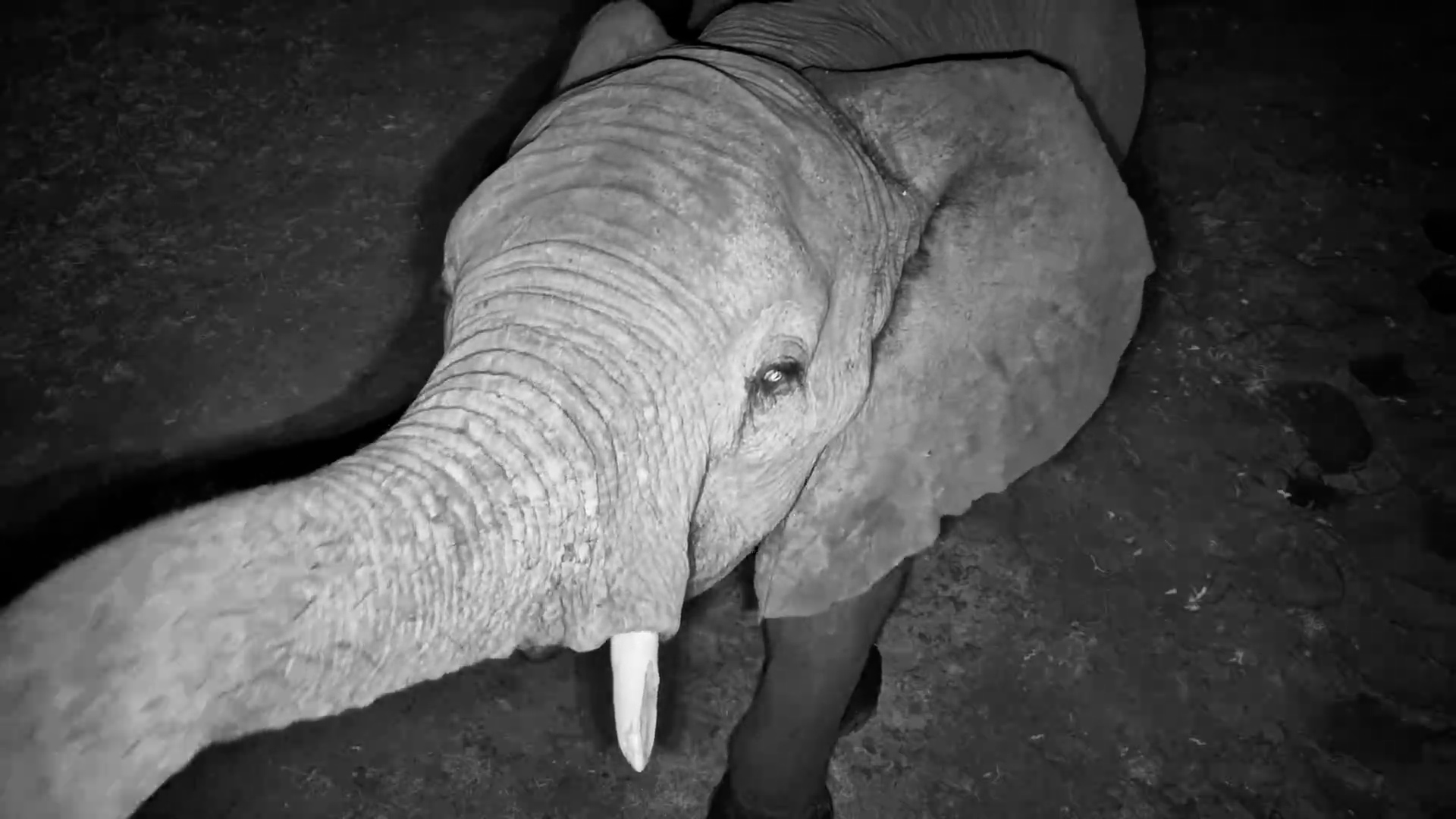 These Elephants Found the Snacks Beside the Camera