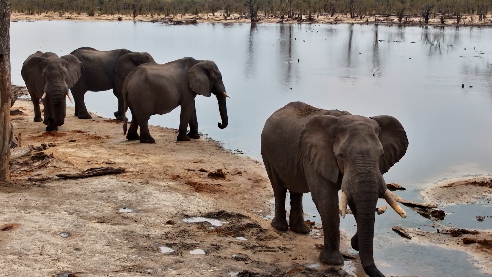 A Peaceful Drink for the Elephants at the Pan