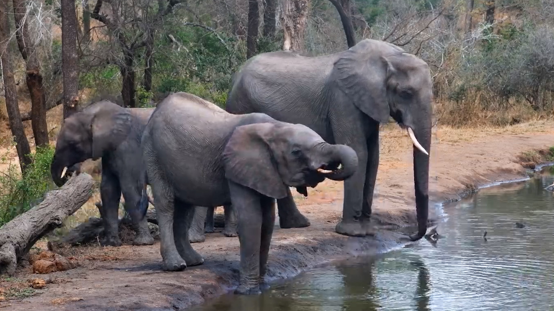 A Peaceful Water Stop for the Elephant Herd