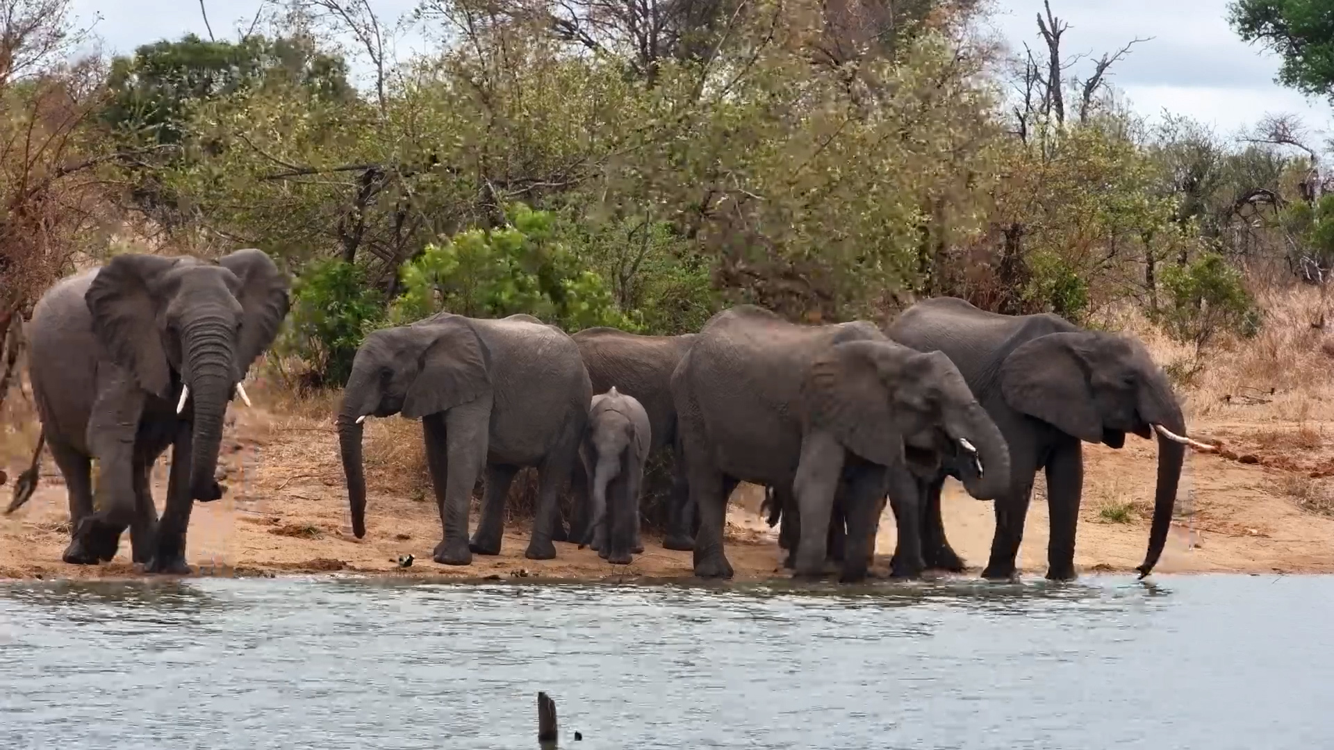 Thirsty Herd Arrives for a Much-Needed Drink