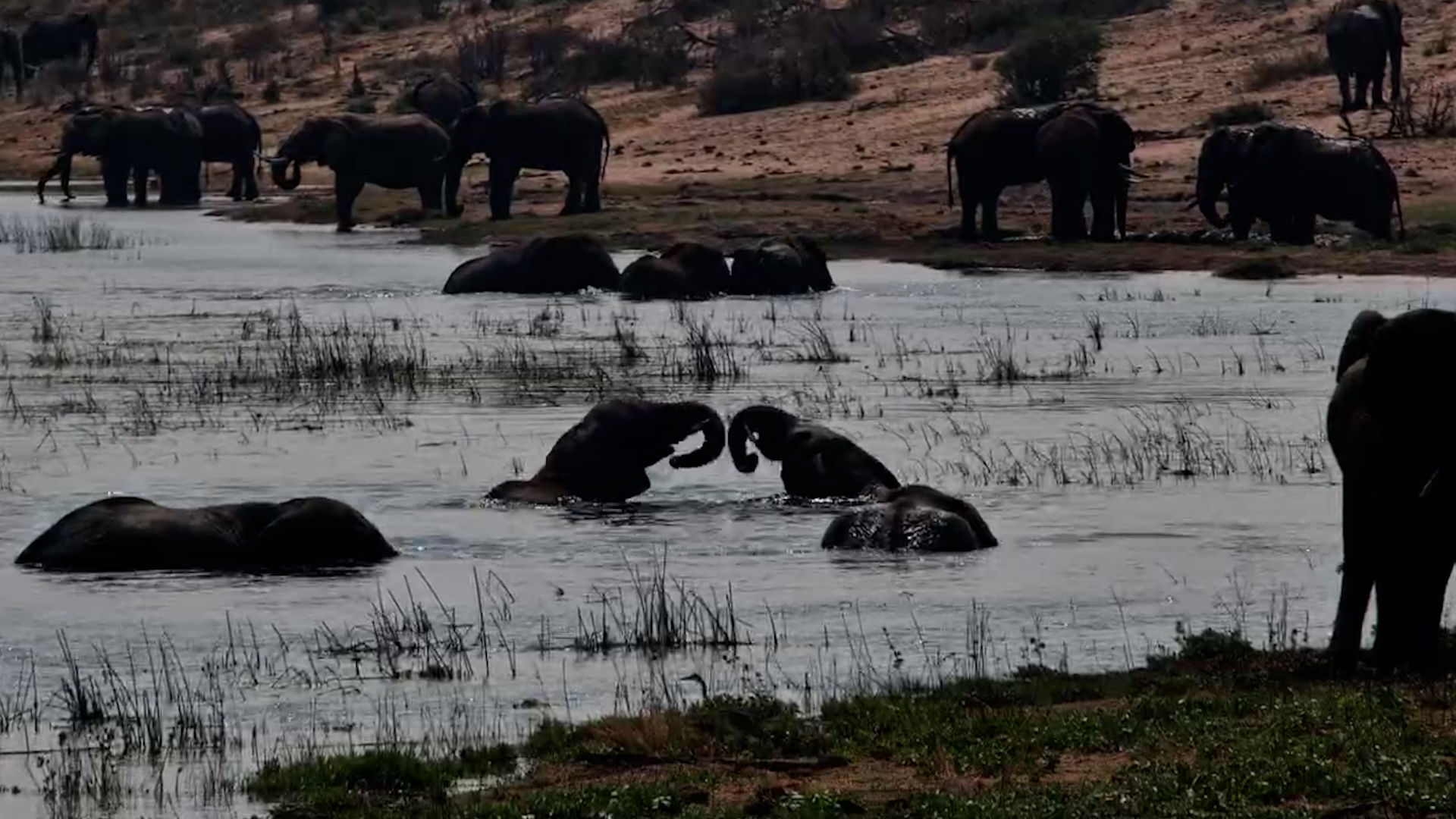 The Elephants Are Going for a Swim!