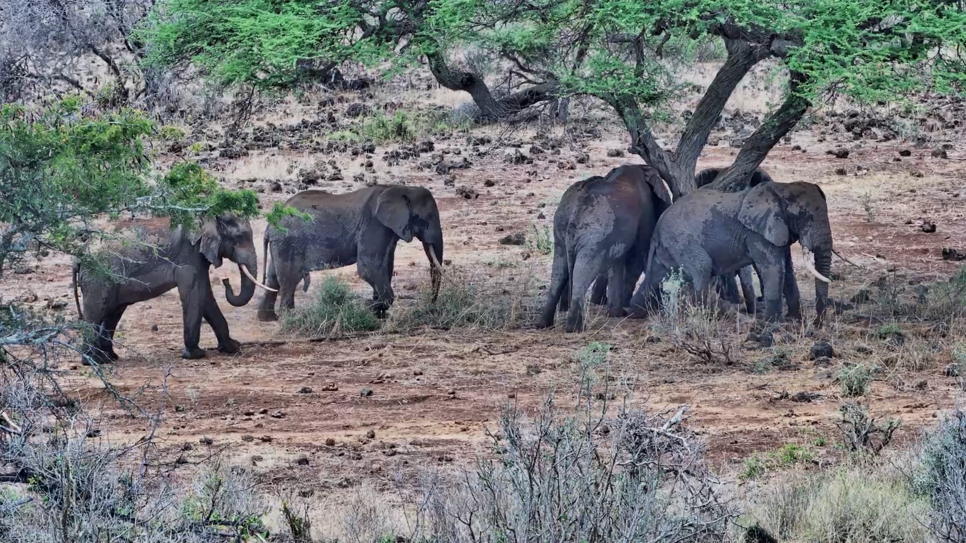 Eat, Dust, Nap… Elephants Have the Perfect Day