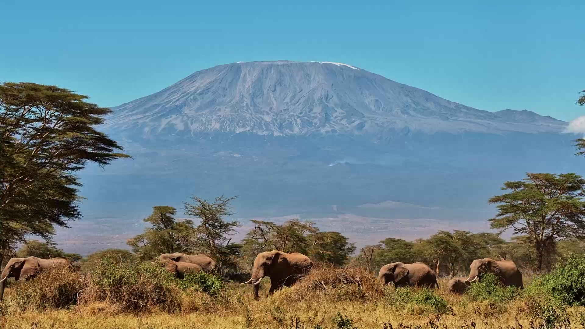 Elephants March Beneath Mount Kilimanjaro