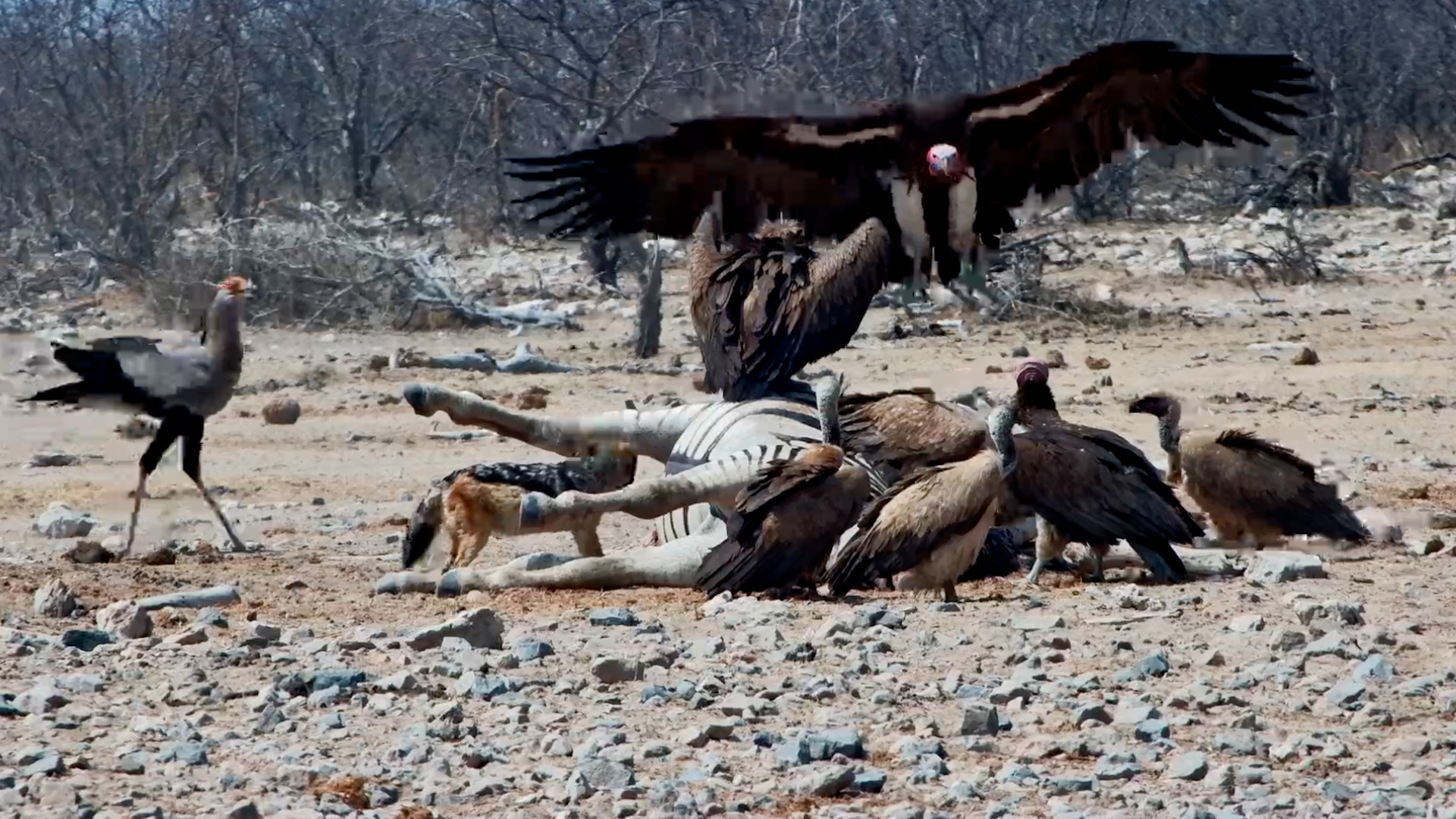 A Zebra Drops at the Waterhole… Watch What Happens Next