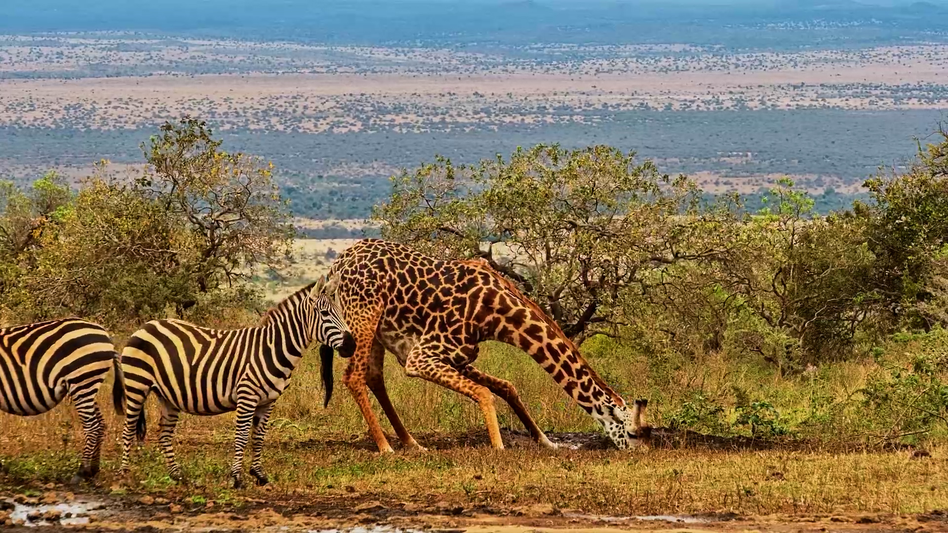 Two African Icons, One Waterhole