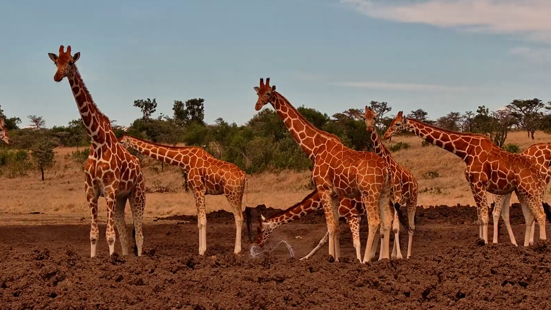 When the Tallest Crowd in Africa Gets Thirsty