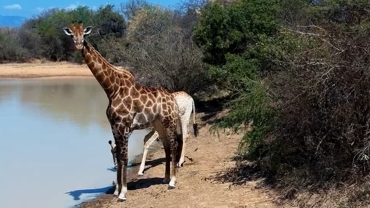 Two Giraffes, One Very Peaceful Drink