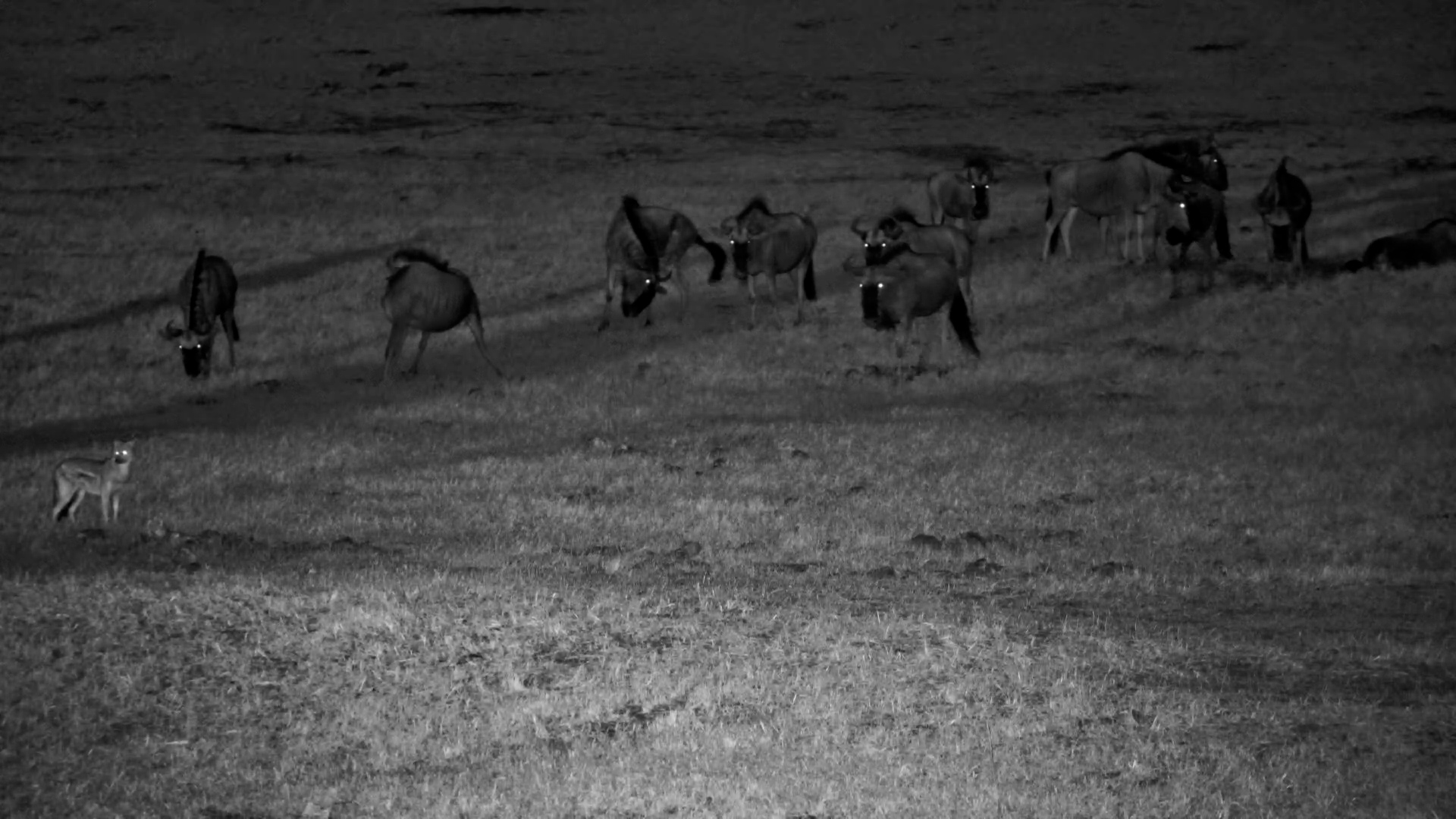 Hwange After Dark Reveals a Side-Striped Jackal
