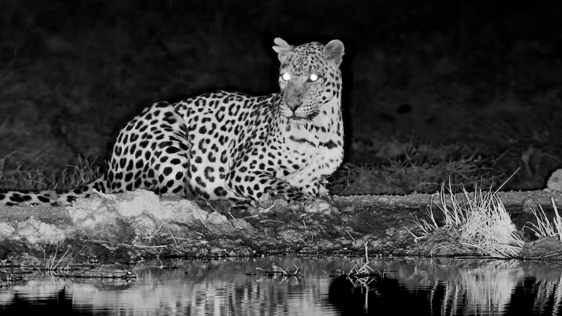 A Familiar Spotted Visitor Returns After Dark