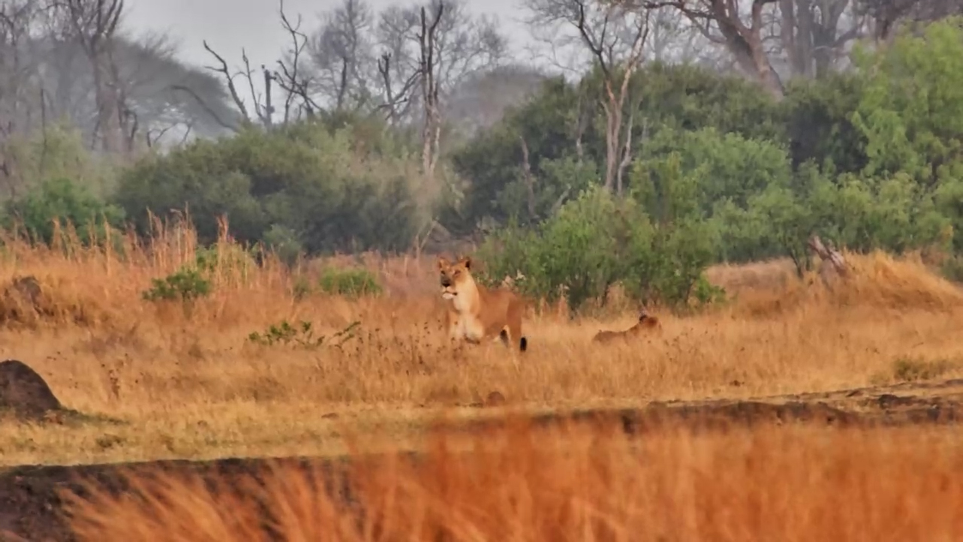 Lioness & Cub Pass the Waterhole… But They’re Being Watched