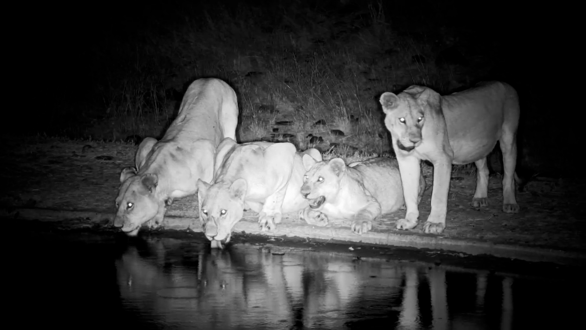 These Lions Have Clearly Eaten VERY Well