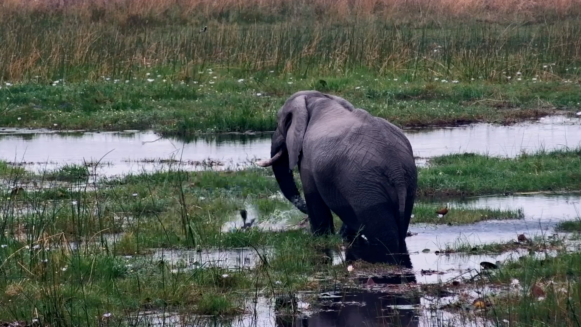 This Elephant Knows Exactly Where the Good Stuff Grows